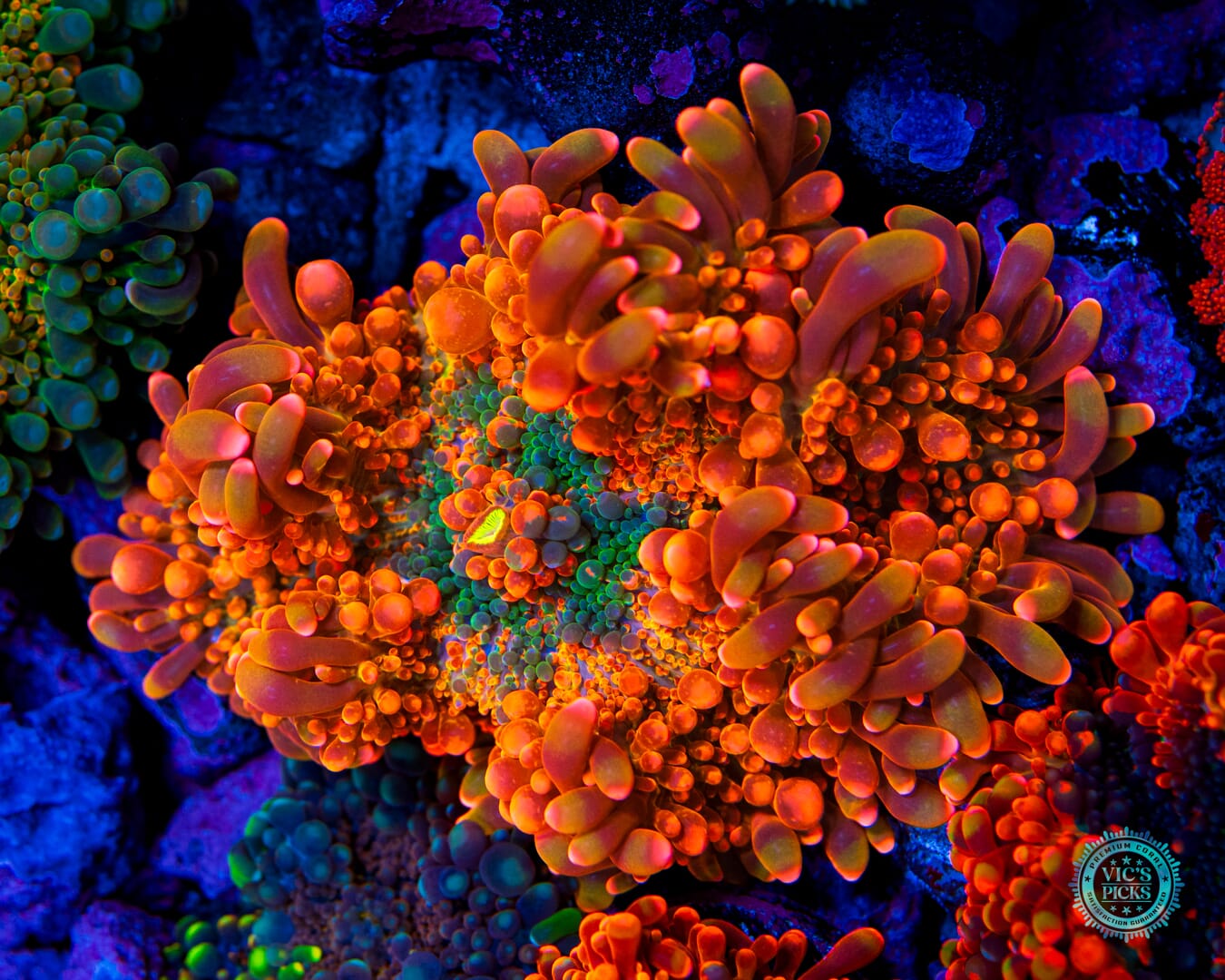 Lou's Crazy Bubbly Yuma Mushroom - Daylight Photo