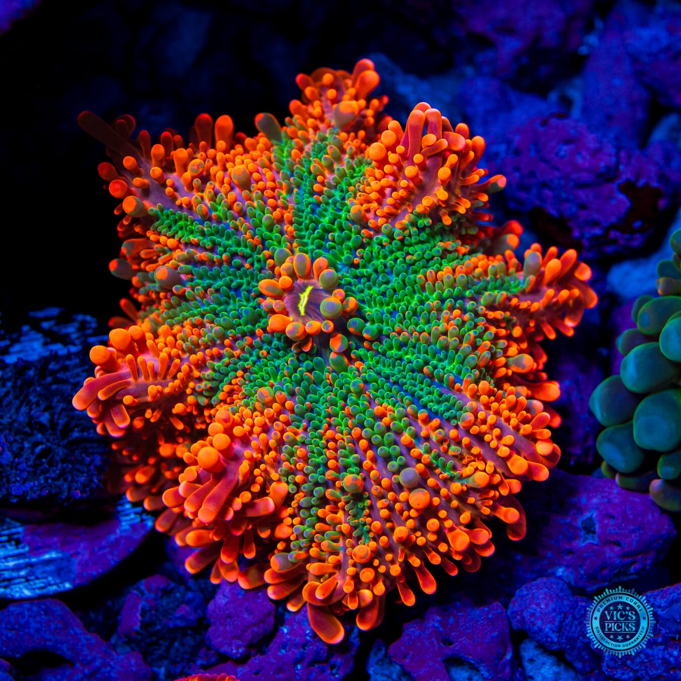 Lou's Fire Flower Yuma Mushroom - Daylight Photo
