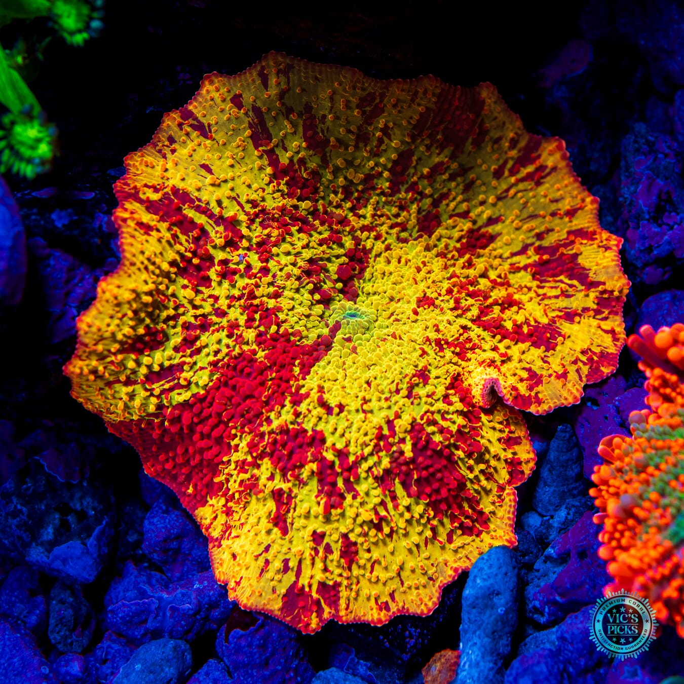 Lou's XXL Jawbreaker Disco Mushroom - Daylight Photo