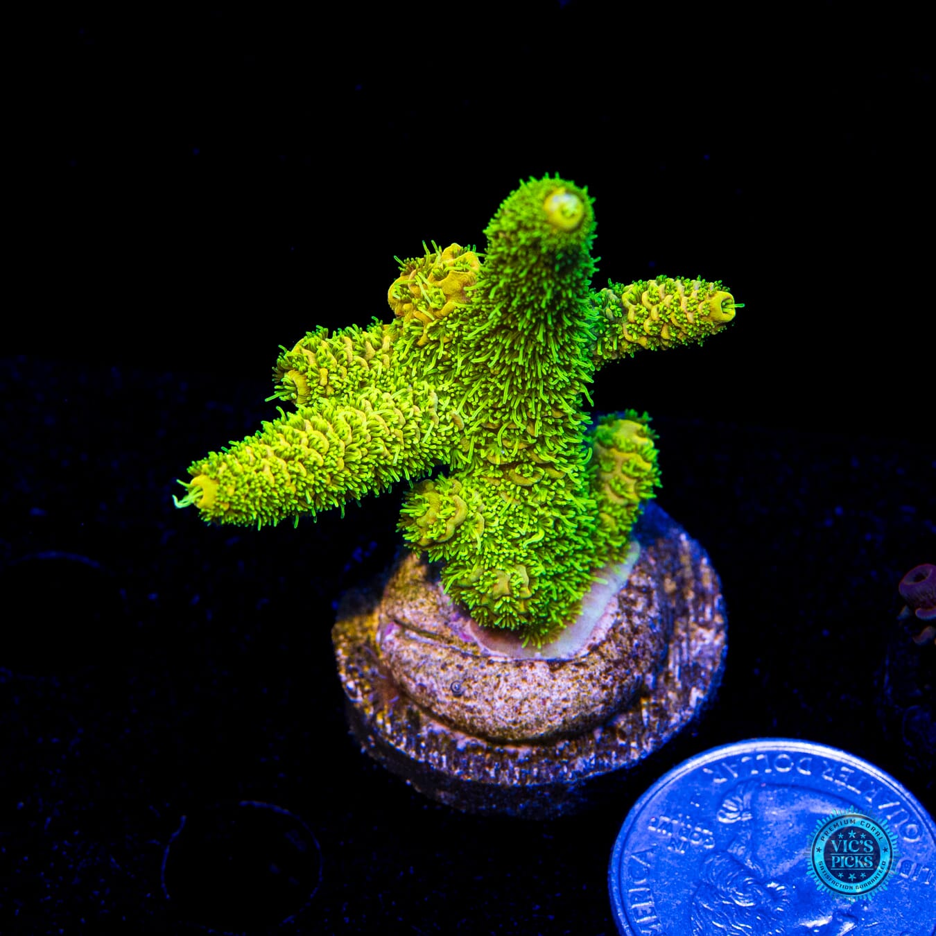 WWC Cactus Cooler Mille Acropora - Actinic Photo