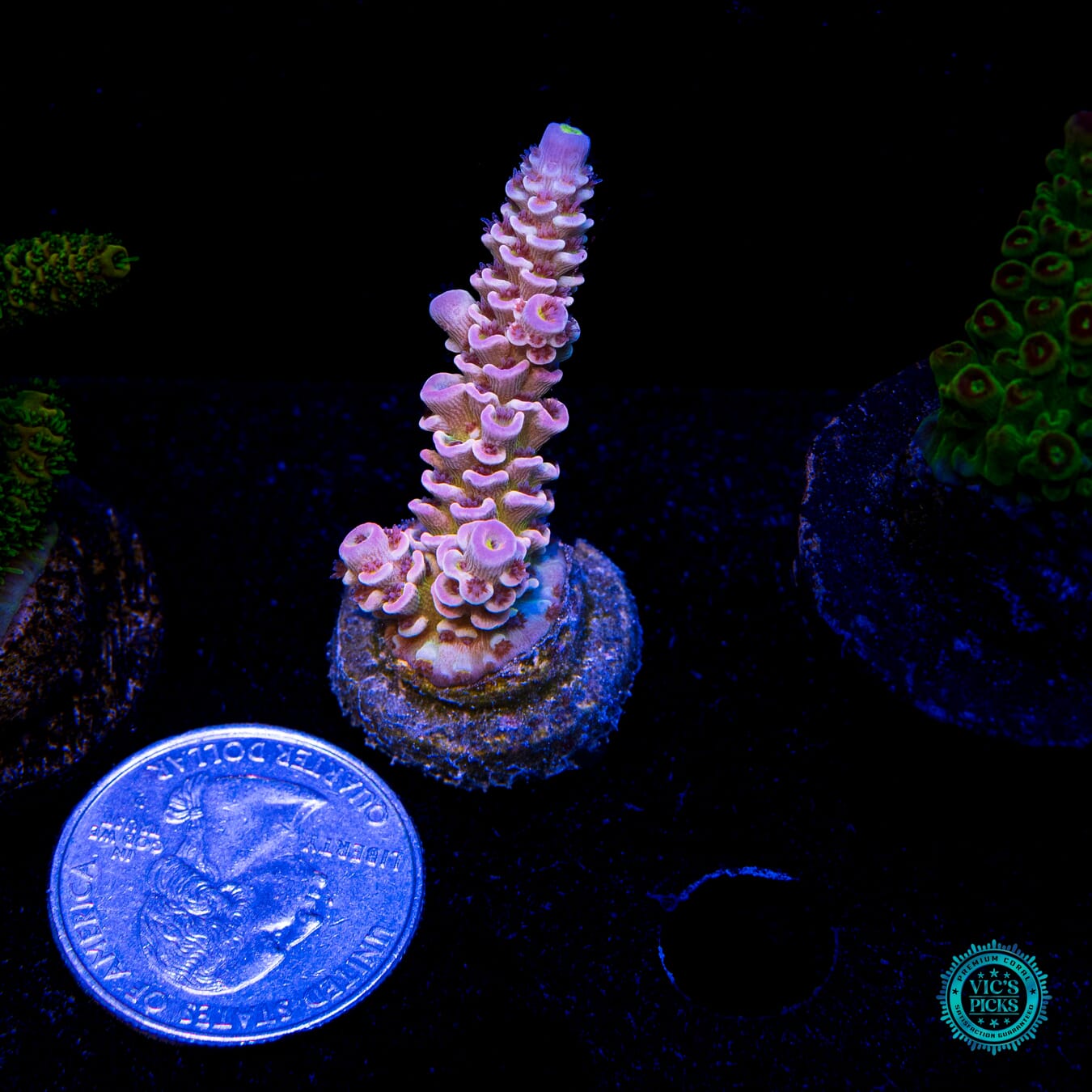 WWC Paradise Tenuis Acropora - Actinic Photo