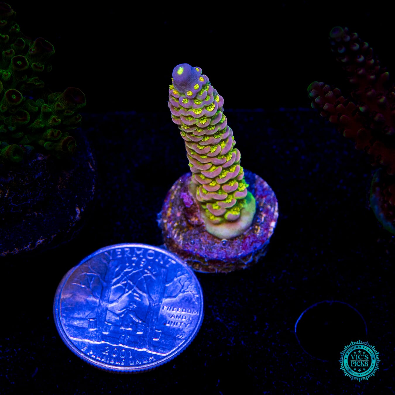 WD Tenuis Acropora - Actinic Photo