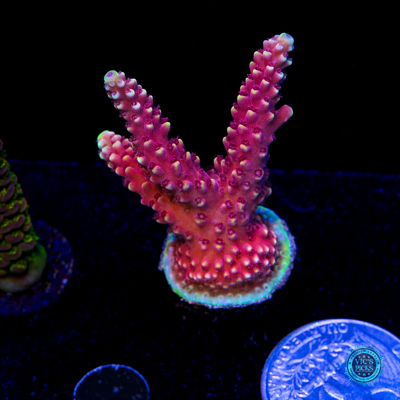 WWC Terra Red Acropora - Actinic Photo
