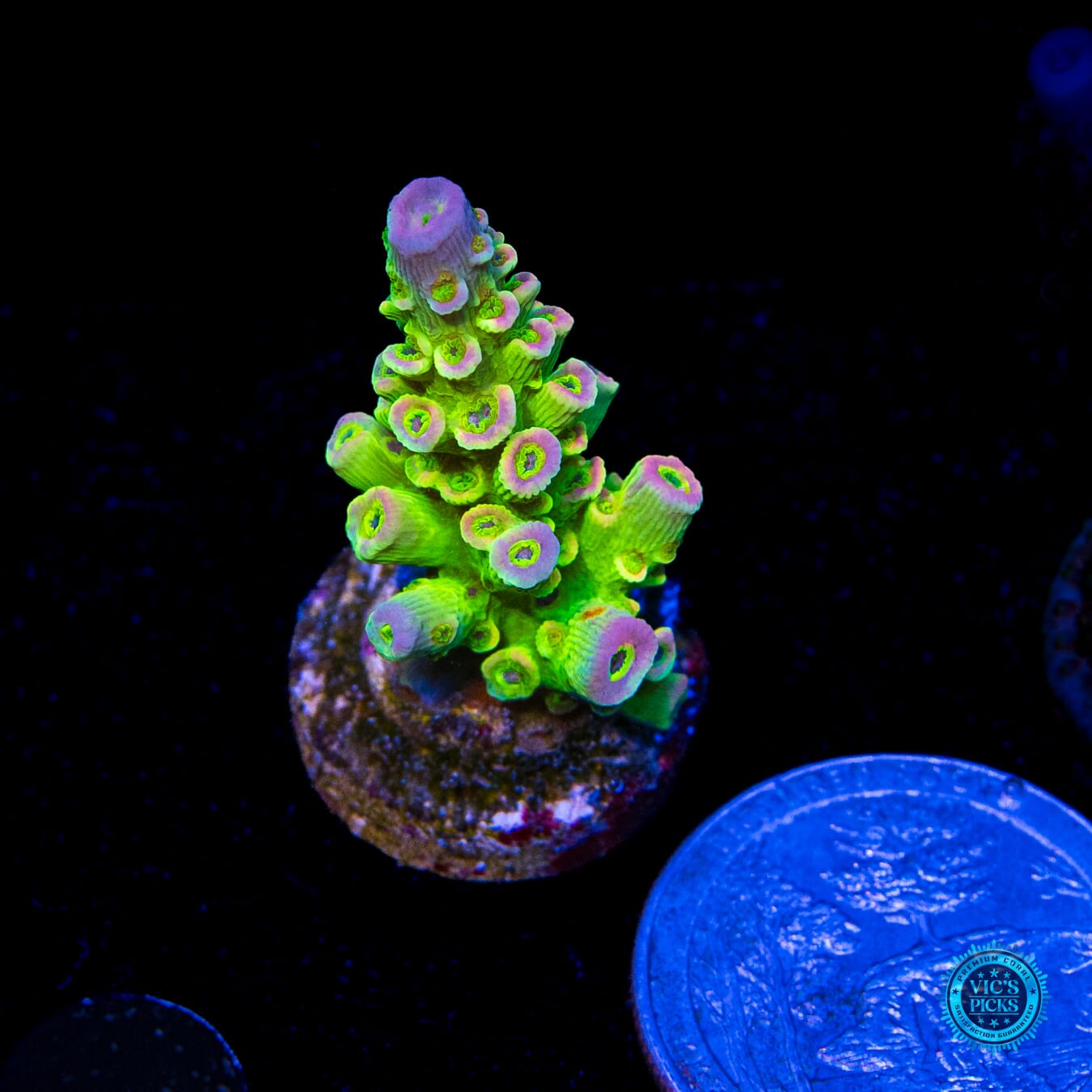 Jason Fox Homewrecker Acropora - Actinic Photo