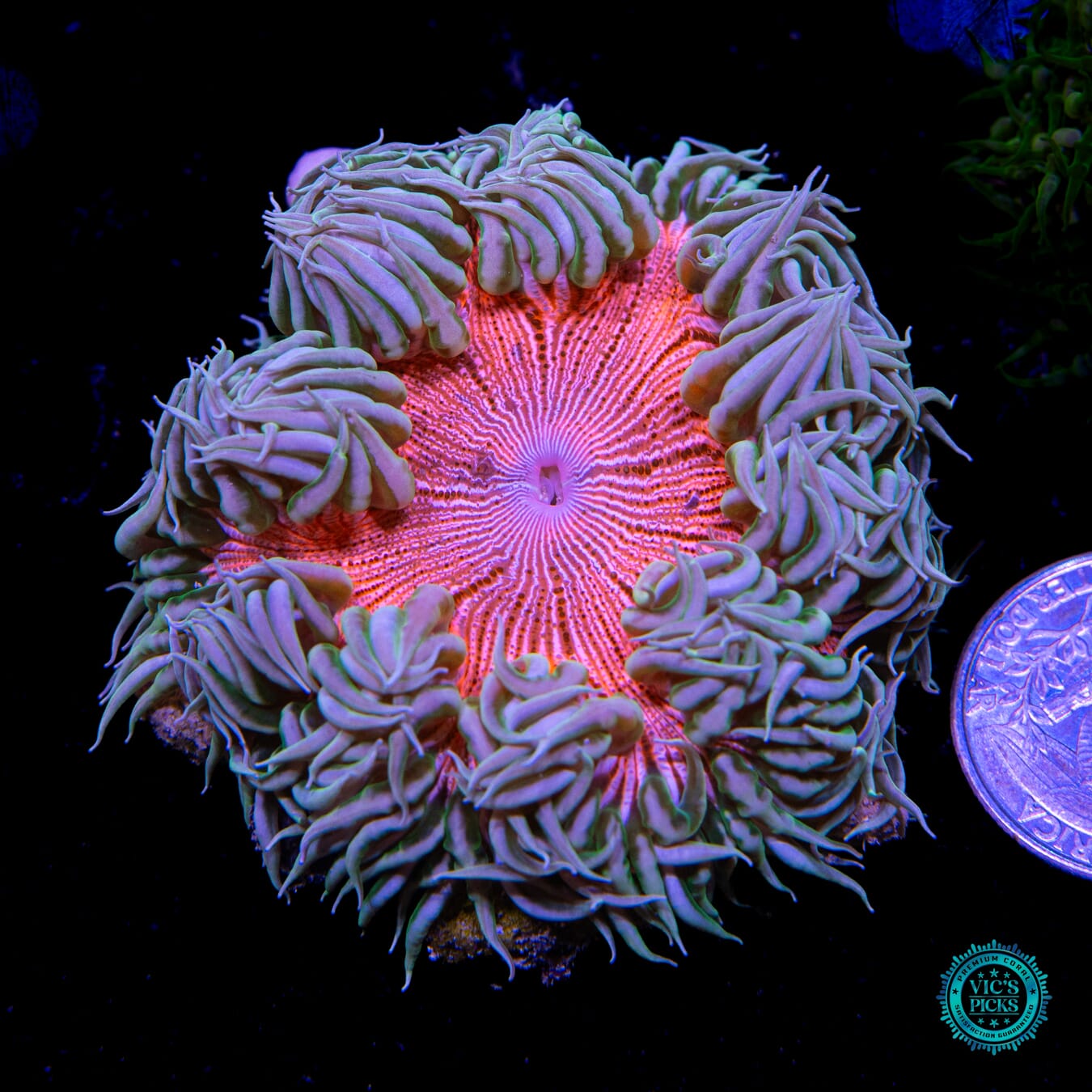 Screaming Pink Zebra Flower Anemone - Actinic Photo
