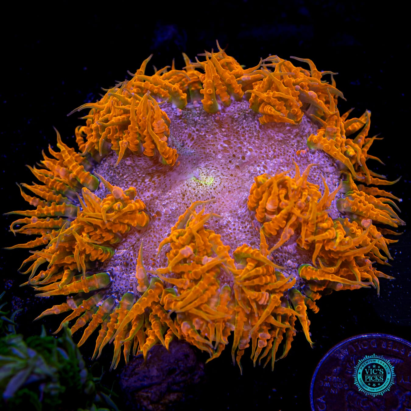 Headless Horseman Flower Anemone  - Actinic Photo