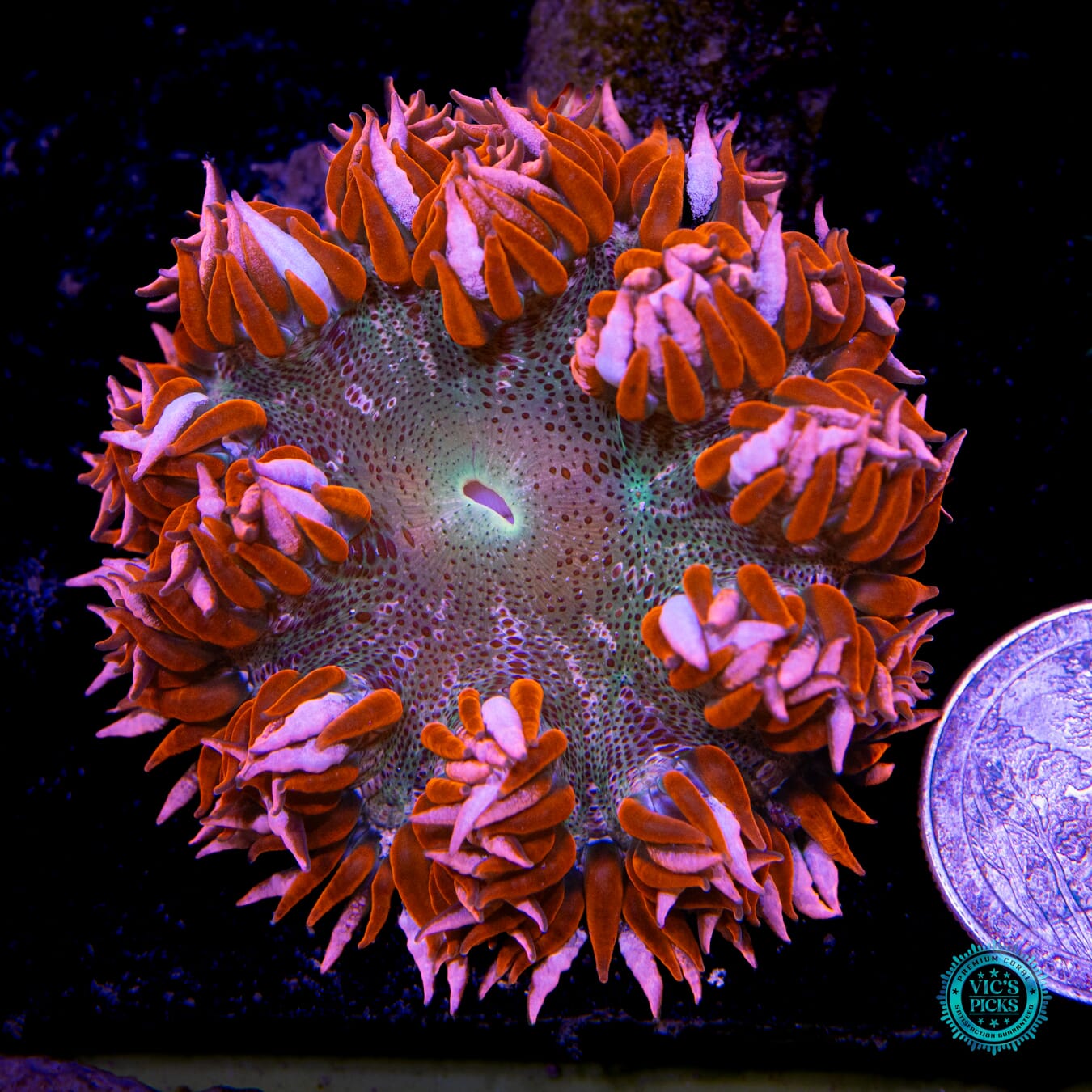 Forever Hallows Eve Flower Anemone  - Actinic Photo