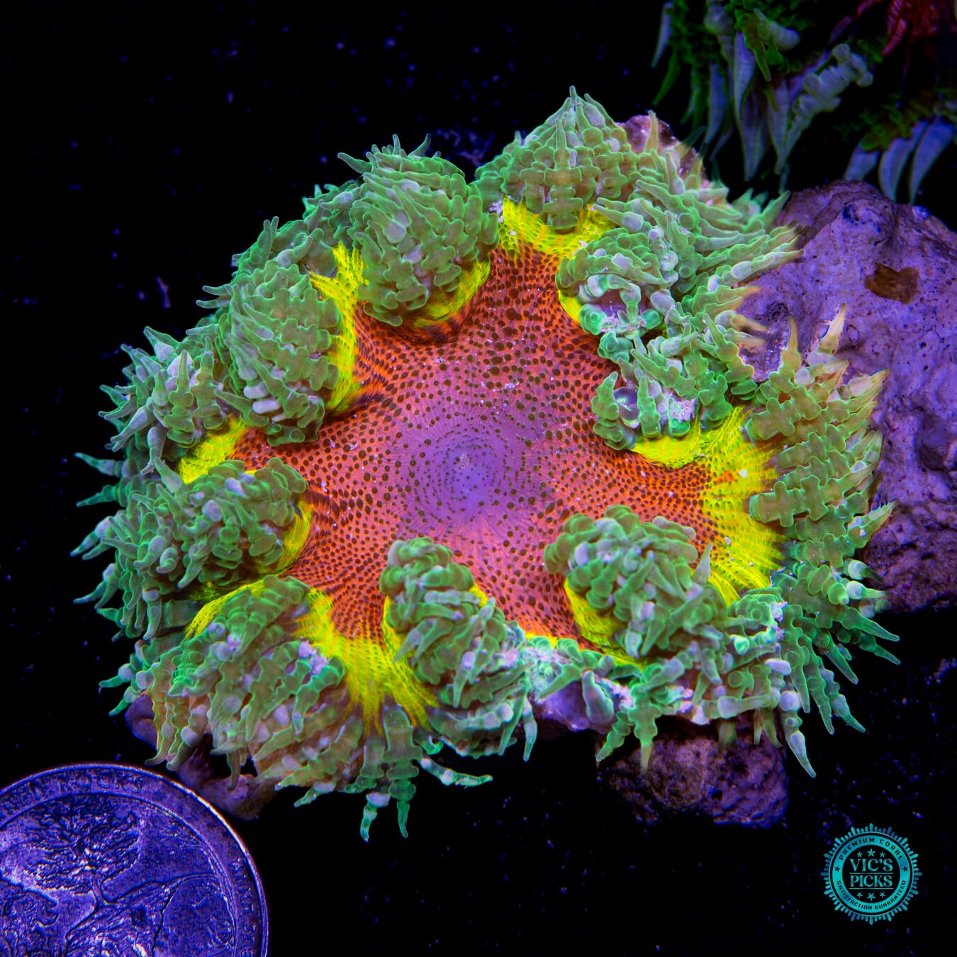 Intergalactic Inferno Flower Anemone  - Actinic Photo