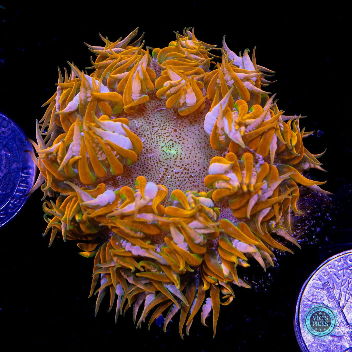 Candy Corn Flower Anemone  - Actinic Photo
