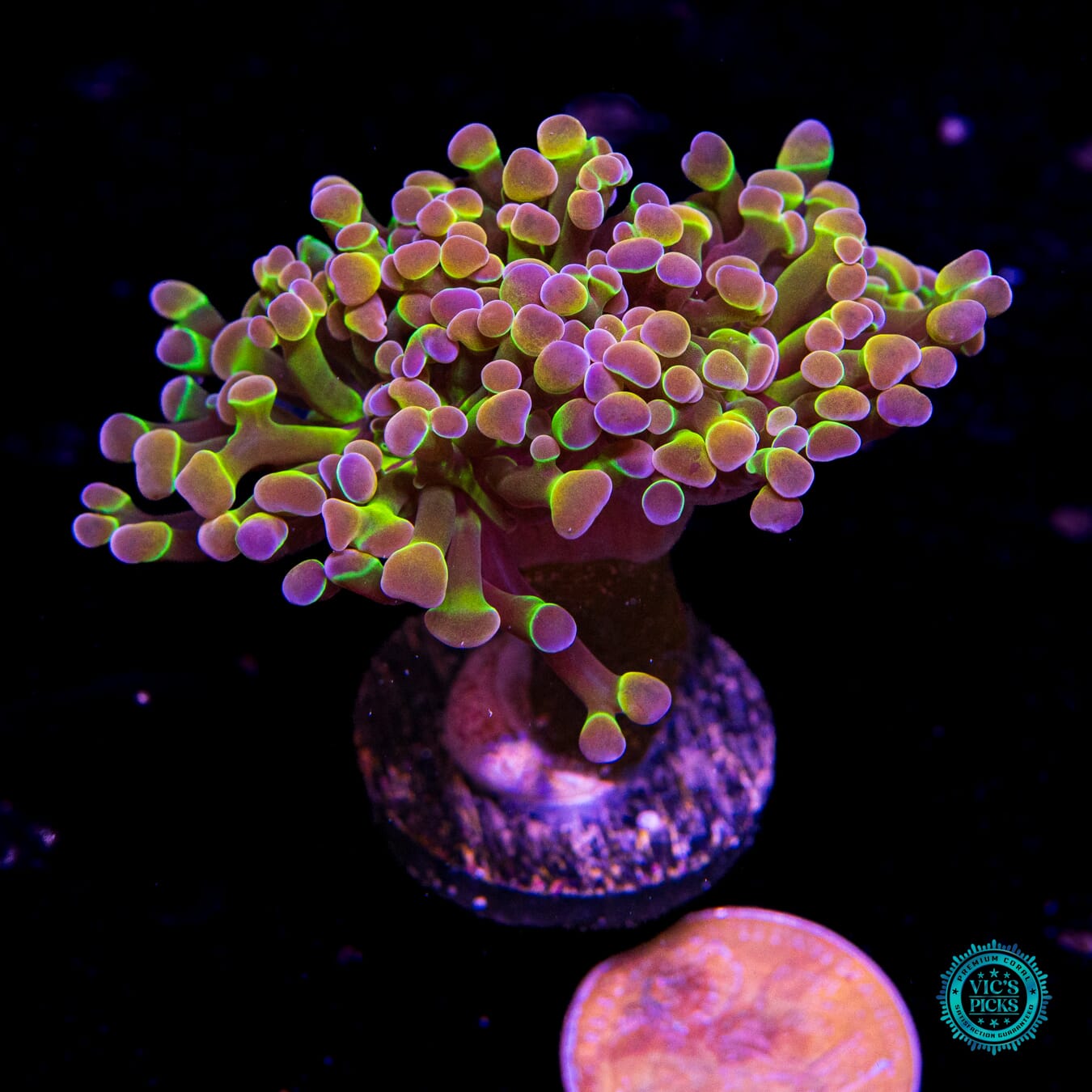 Holy Grail Branching Hammer - Actinic Photo