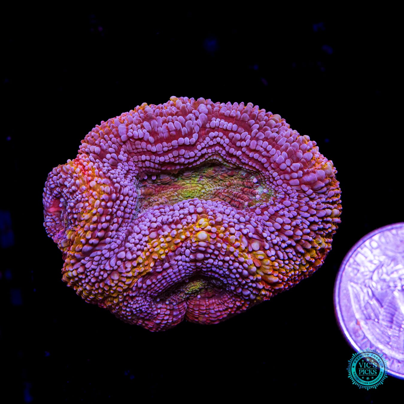 WWC Obliterator Bowerbanki - Actinic Photo