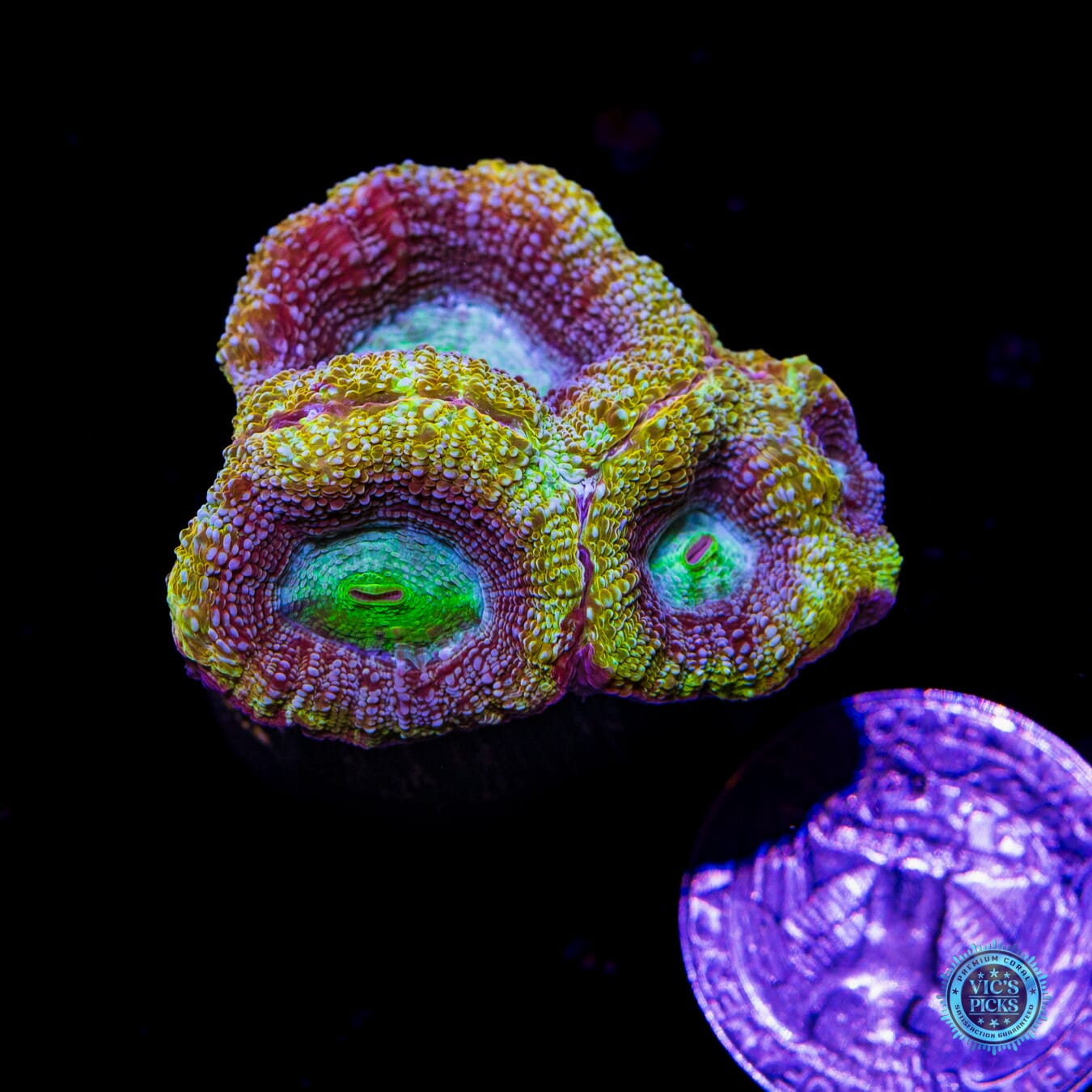 WWC Shaolin Soul Bowerbanki - Actinic Photo