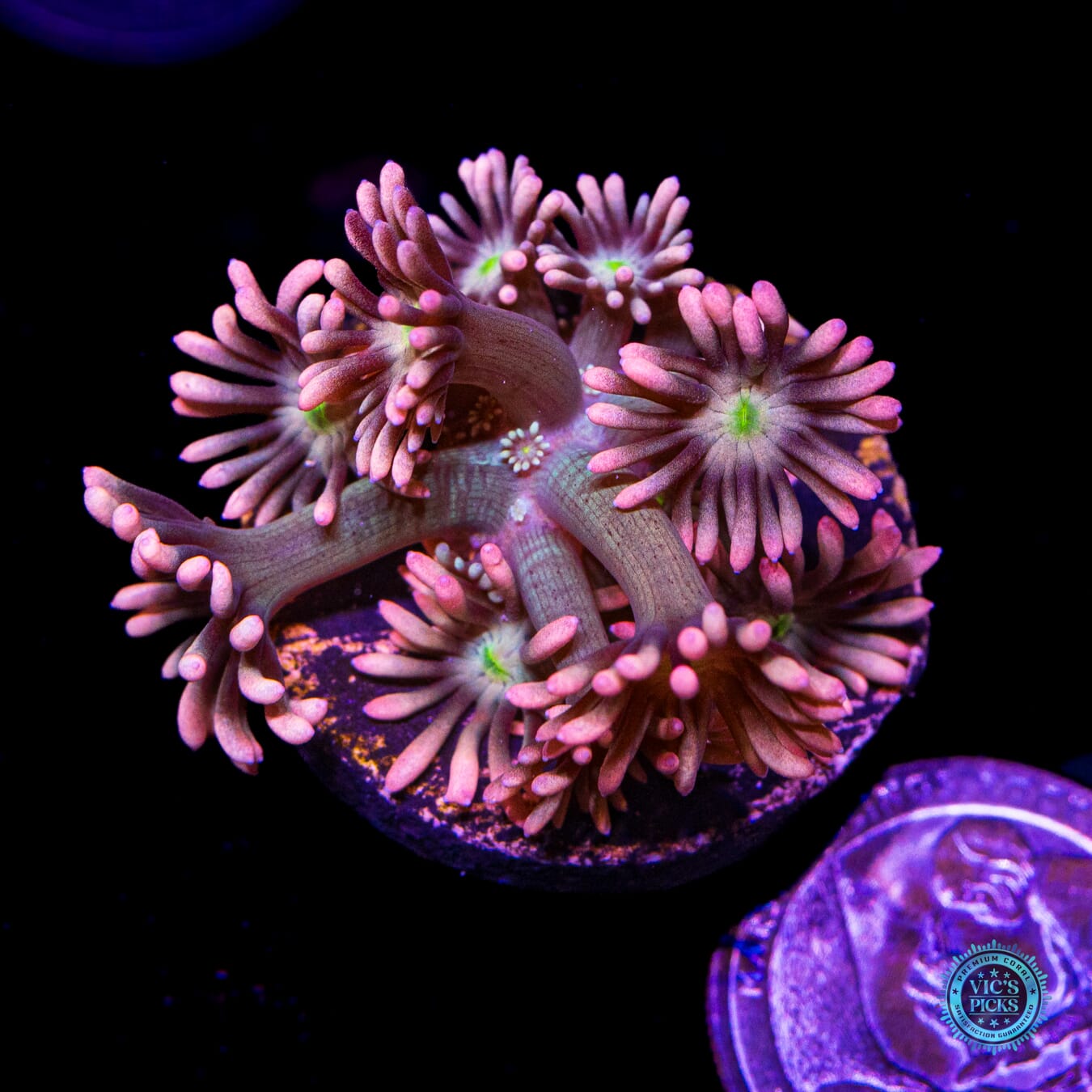 WWC Bay Watch Goniopora - Actinic Photo