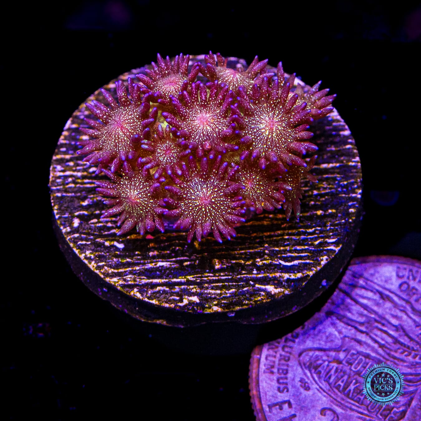 Super Nova Glitter Goniopora - Actinic Photo