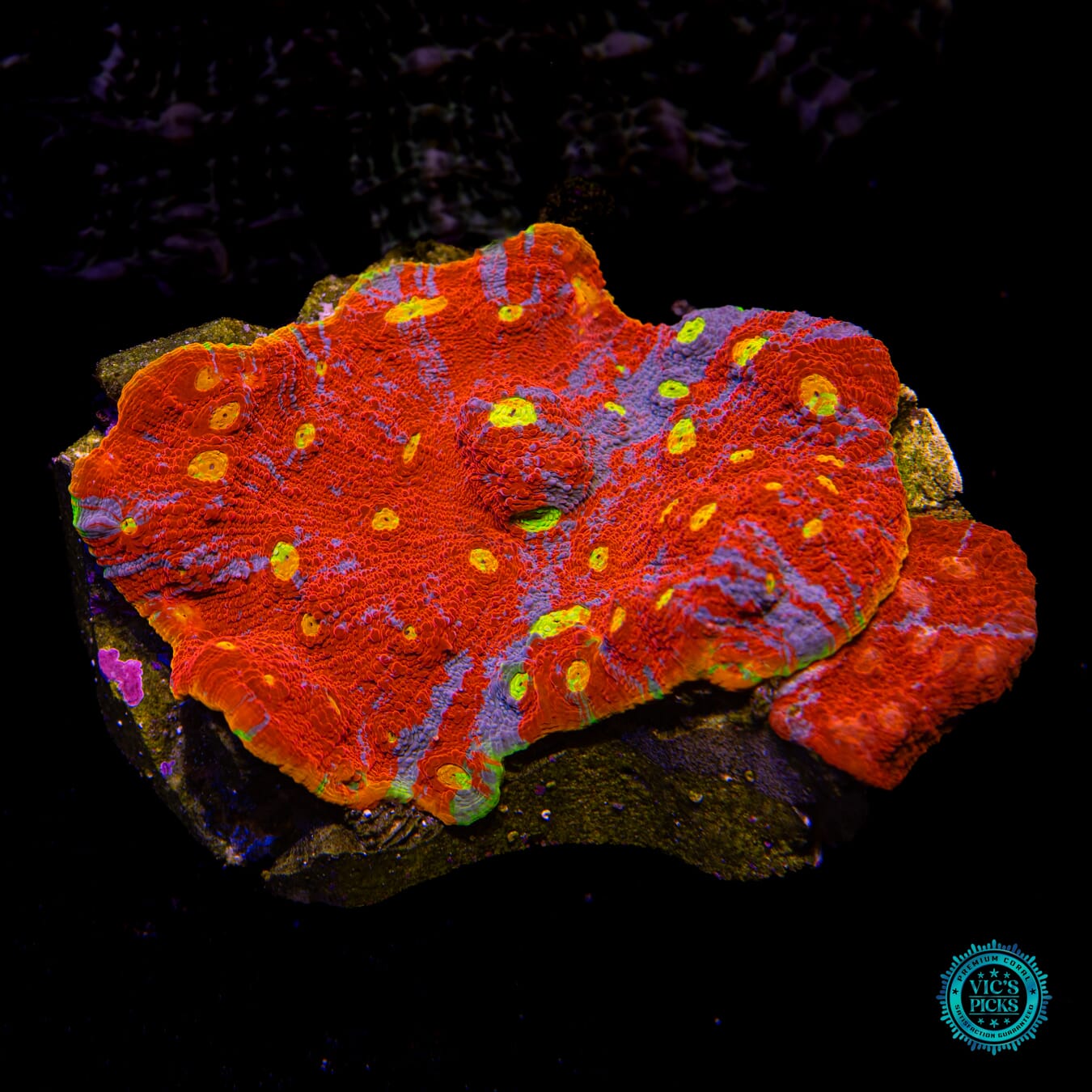 Taste the Rainbow Chalice - Actinic Photo