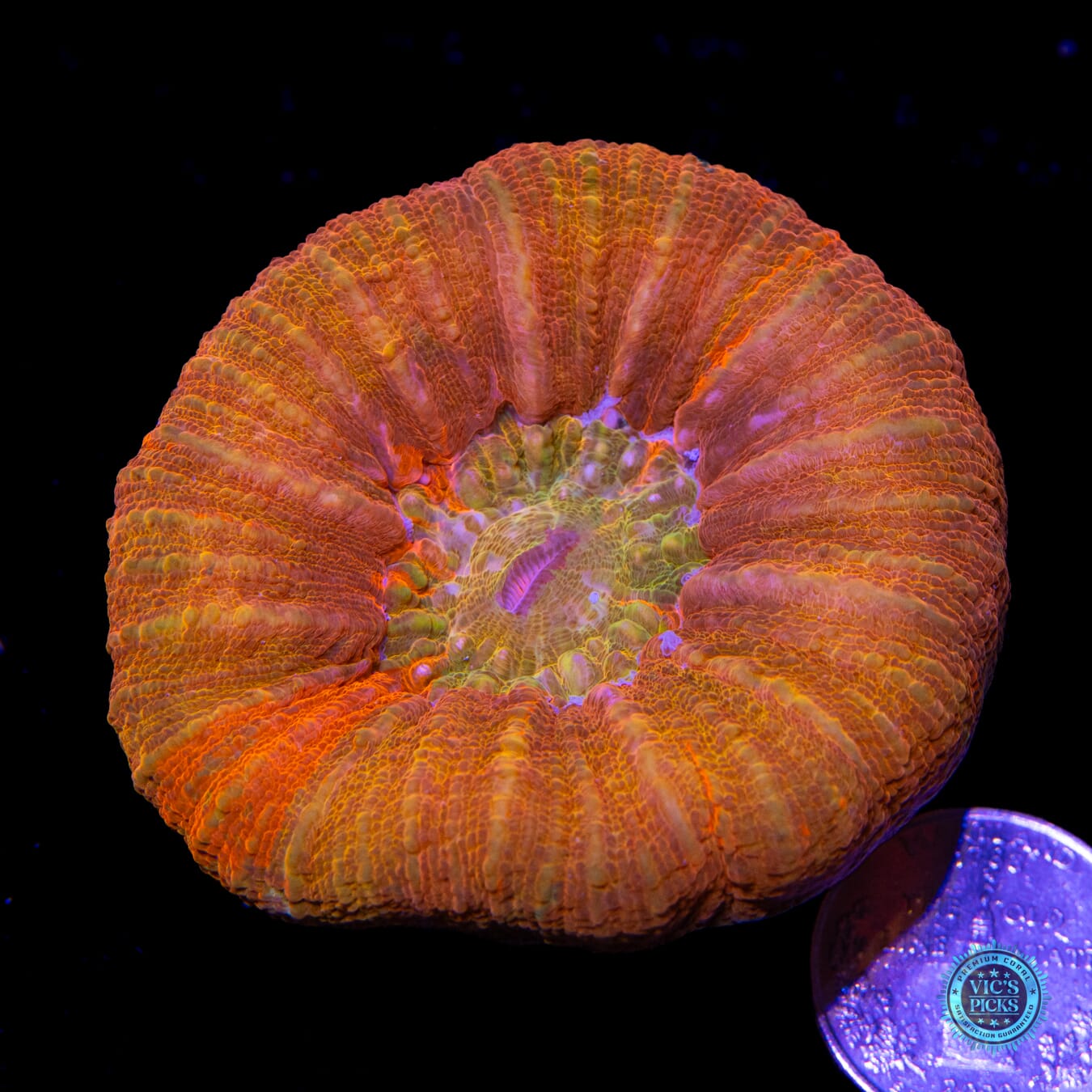 Eternal Flame Scolymia - Actinic Photo