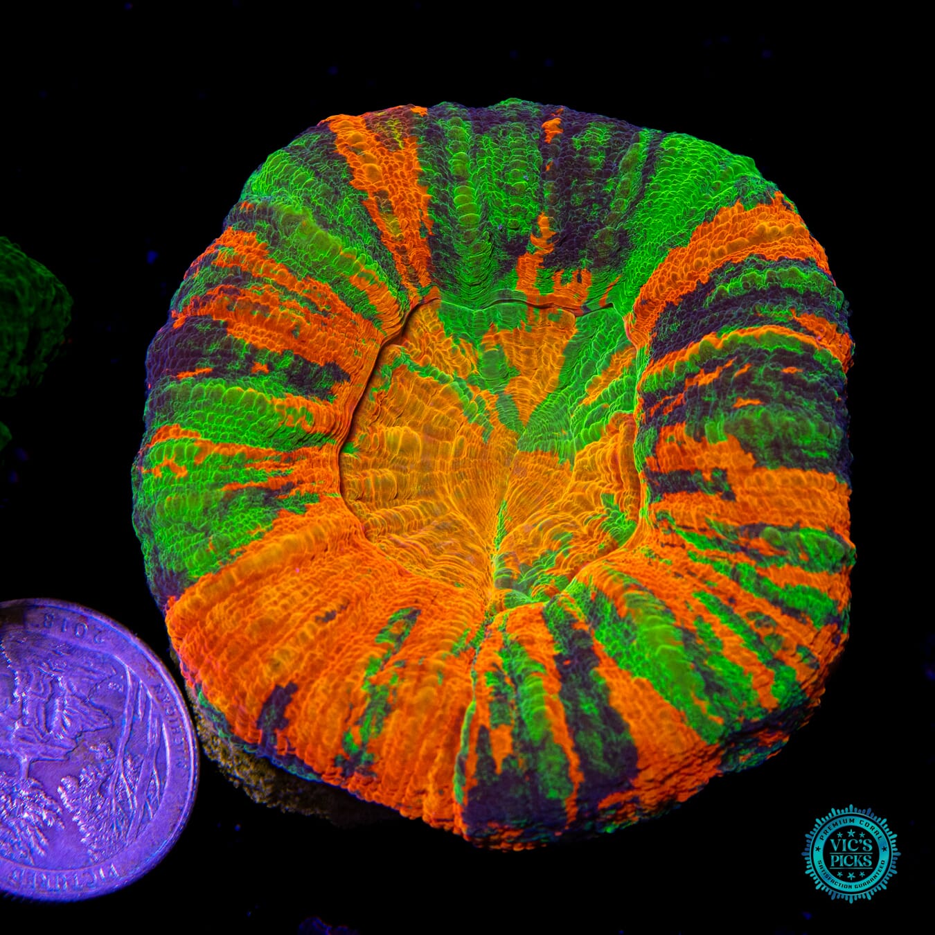 Shades of Chaos Master Scolymia - Actinic Photo