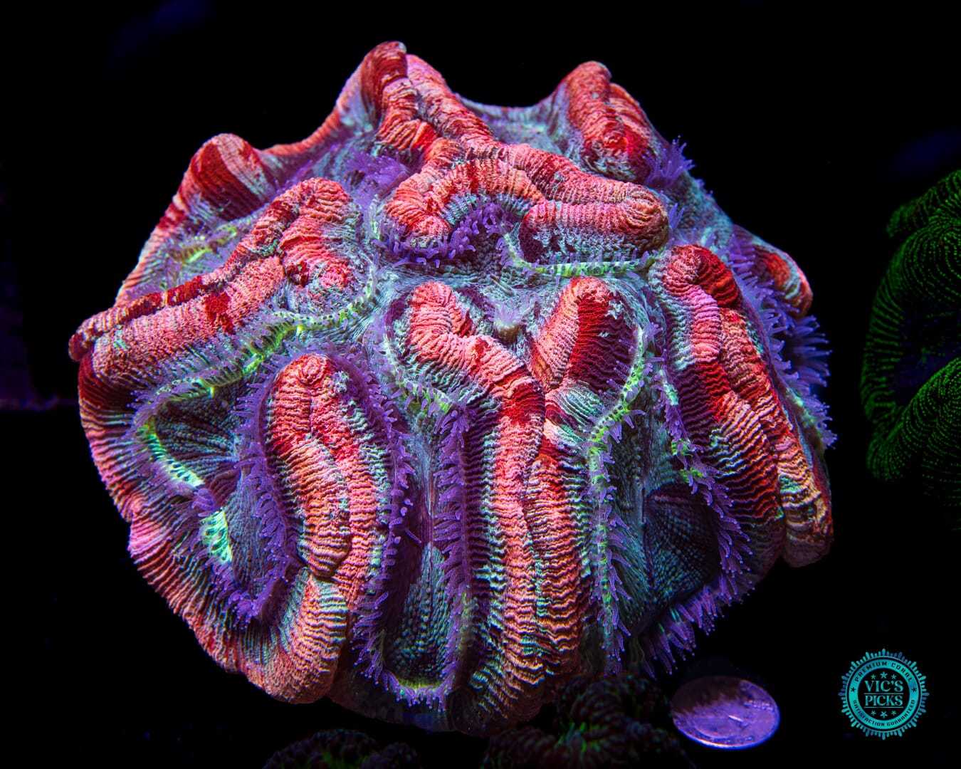 Gigantic Fruit Cake Trachyphyllia - Actinic Photo