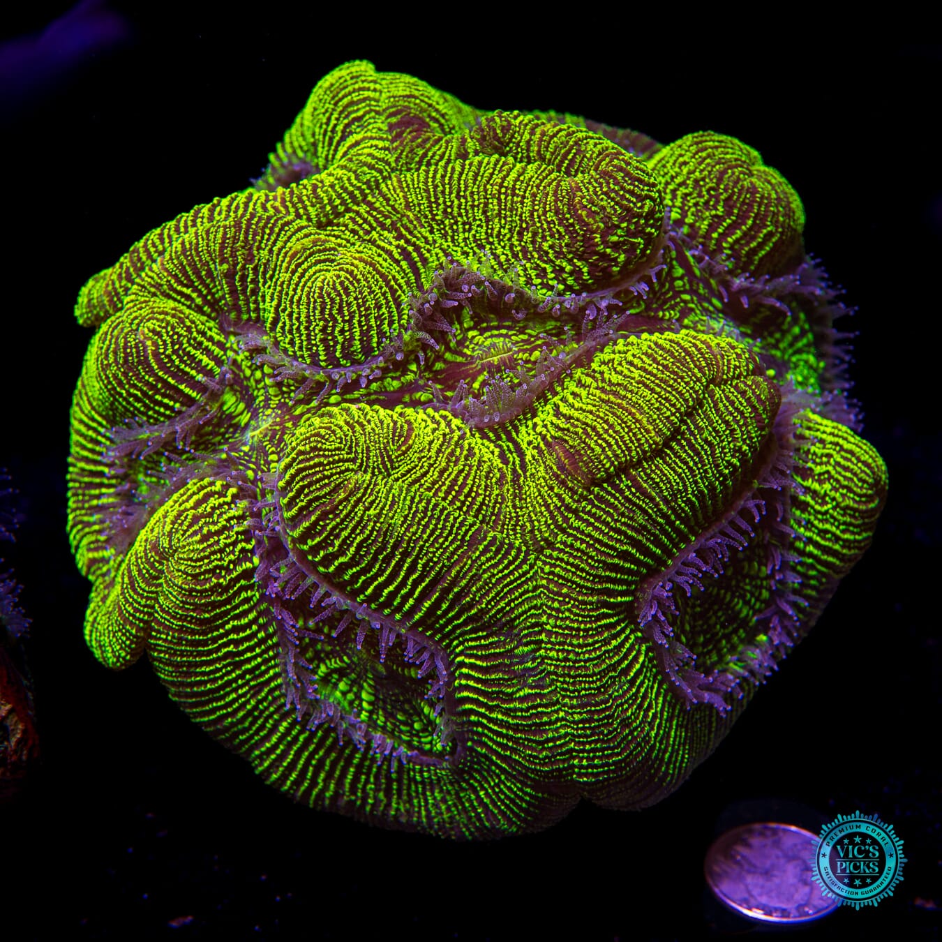 XXL Nuclear Meltdown Trachyphyllia - Actinic Photo