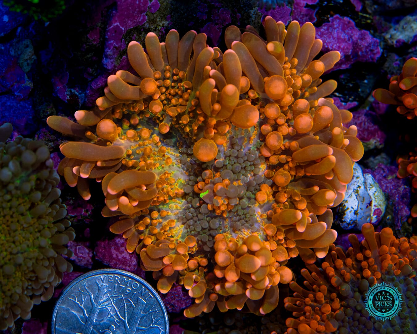 Lou's Crazy Bubbly Yuma Mushroom - Actinic Photo