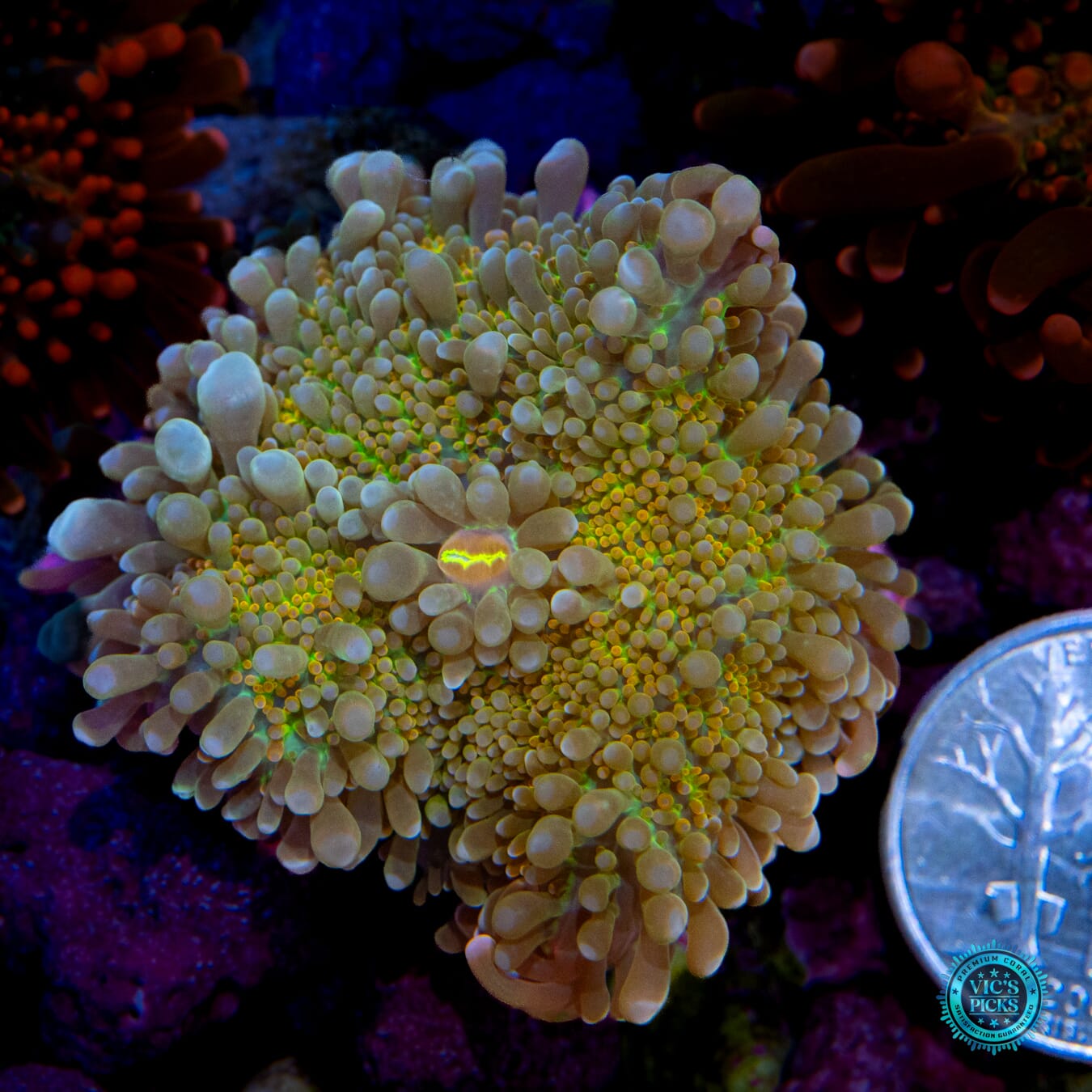 Lou's Sunrise Secret Yuma Mushroom - Actinic Photo