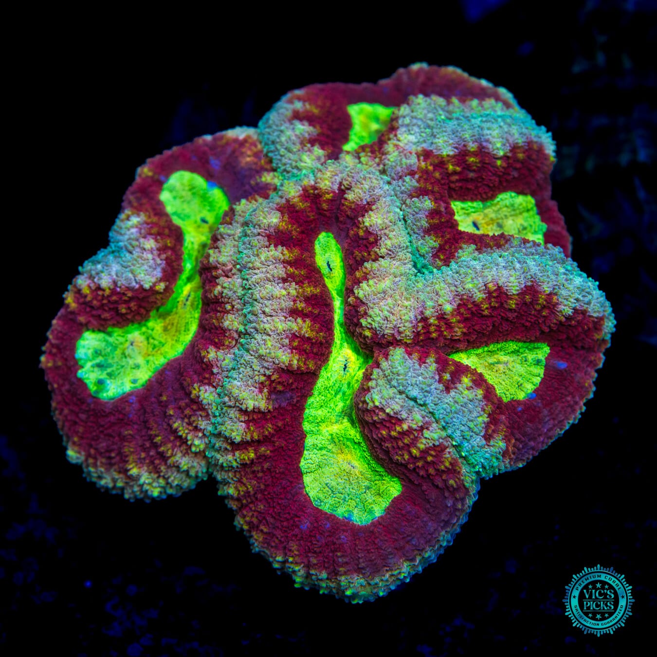 Alien Vaca Lobophyllia - Daylight Photo