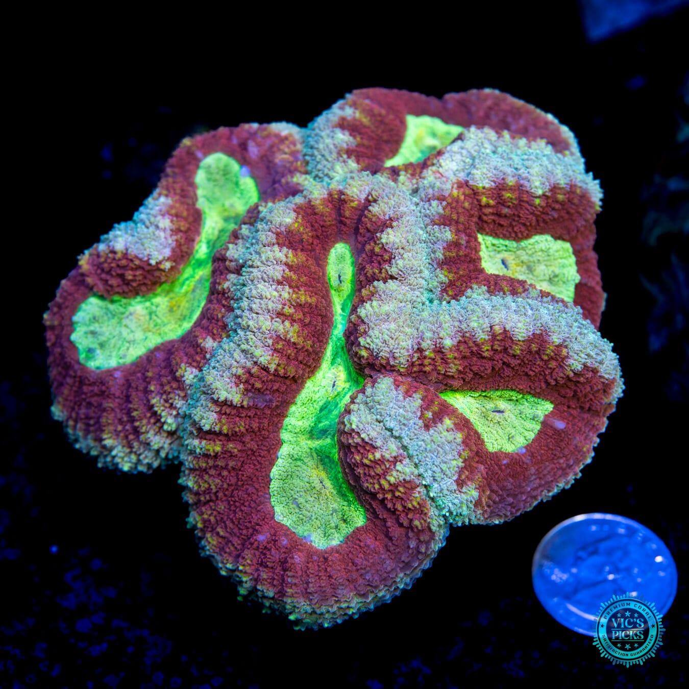 Alien Vaca Lobophyllia - Actinic Photo