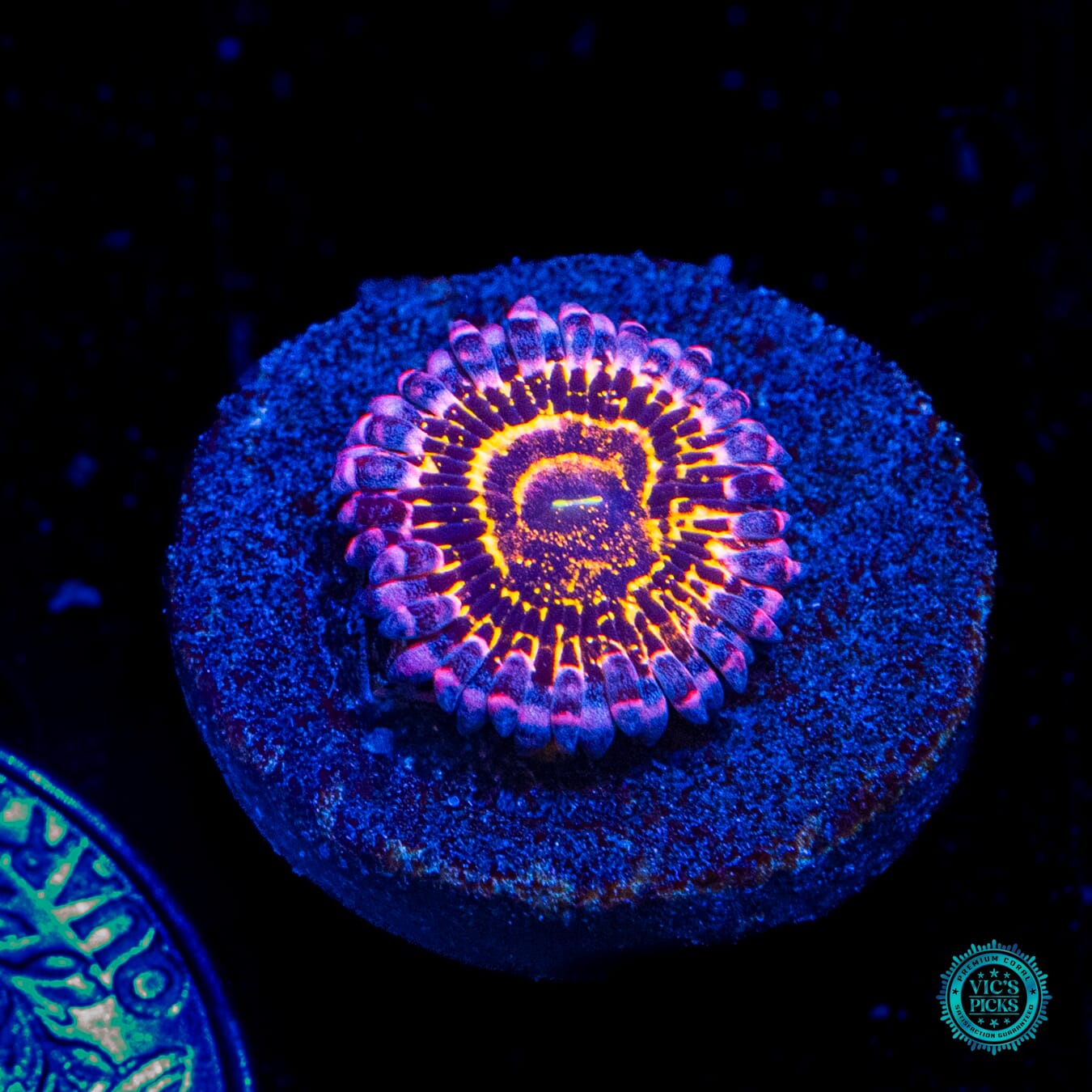Stratosphere Zoanthid - Daylight Photo