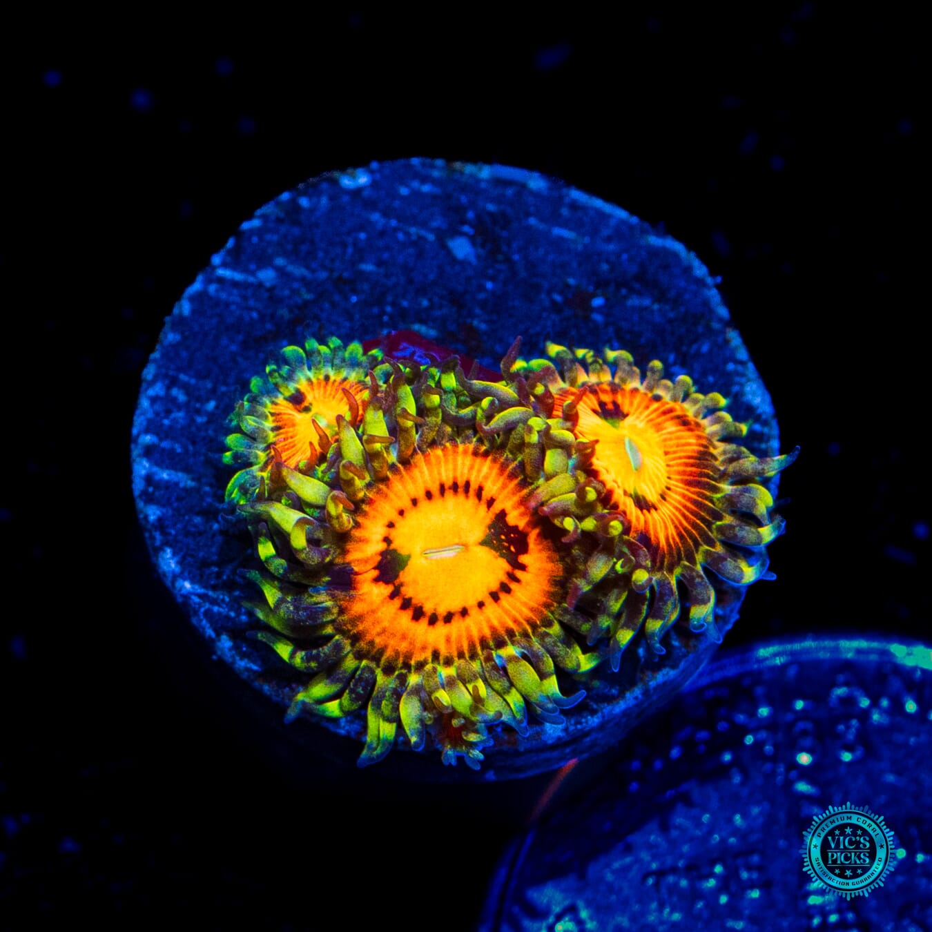 Rainbow Incinerator Zoanthids - Daylight Photo
