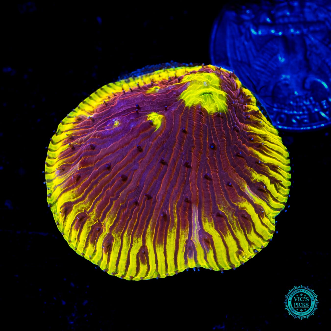 WWC Henchman Diaseris - Daylight Photo