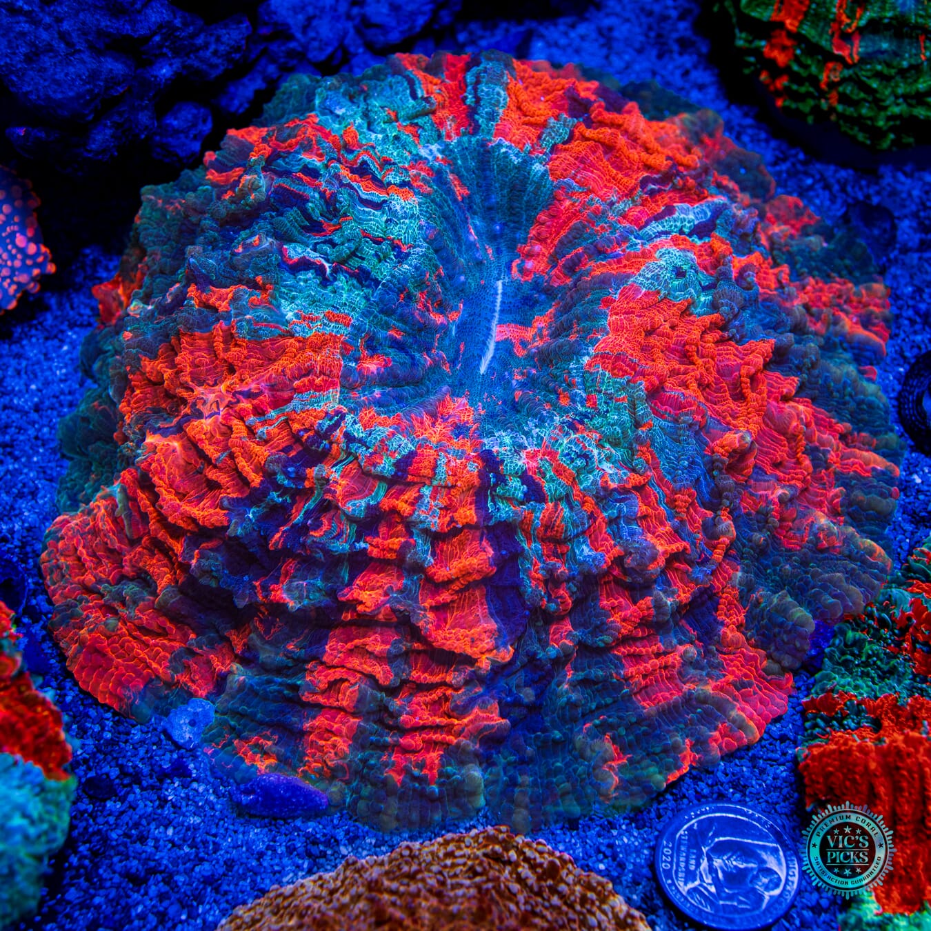 Infernal Flames Acanthophyllia - Daylight Photo