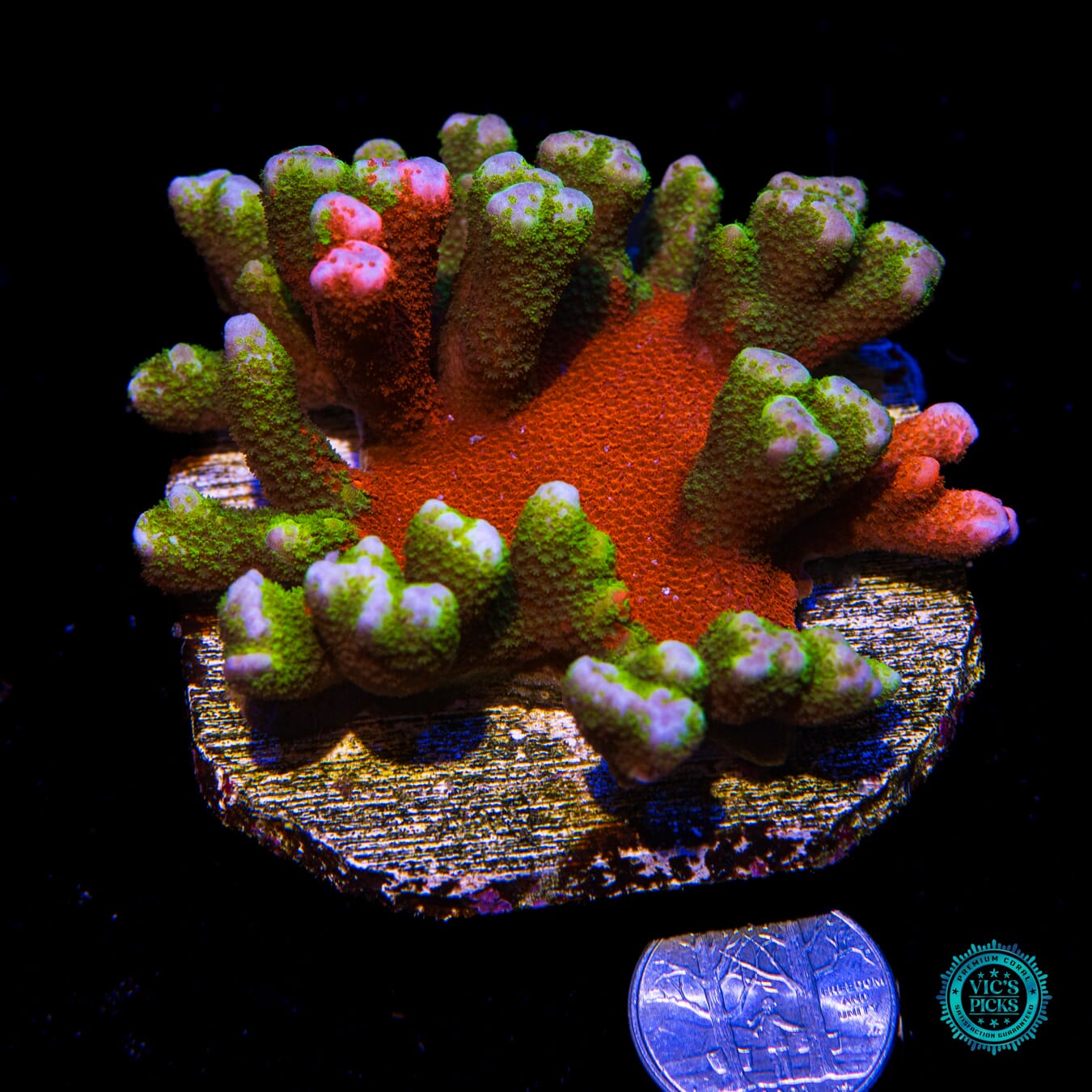 WWC Contraband Grafted Digitata Montipora - Actinic Photo