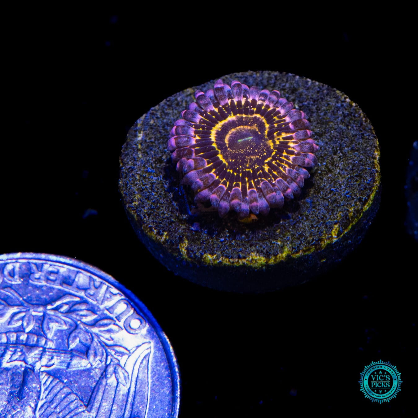Stratosphere Zoanthid - Actinic Photo
