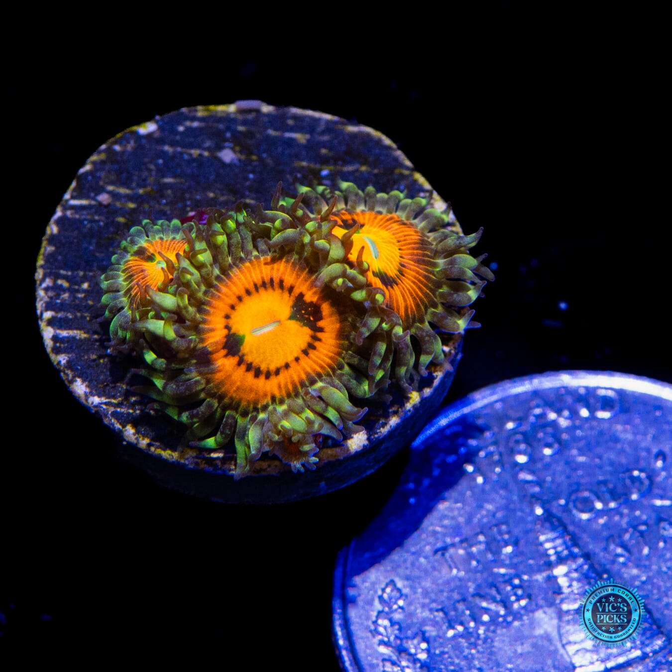 Rainbow Incinerator Zoanthids - Actinic Photo