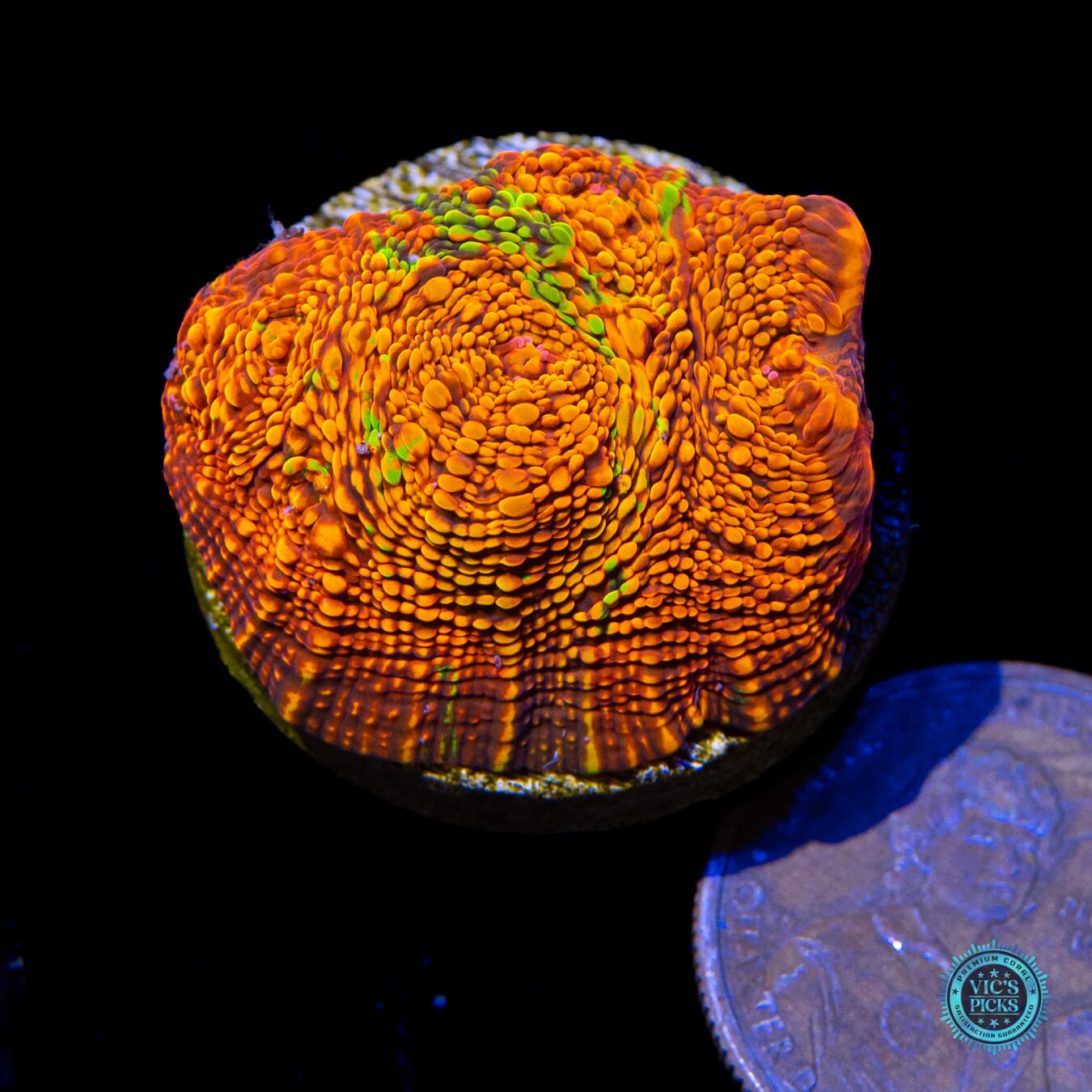 WWC Primetime Chalice - Actinic Photo