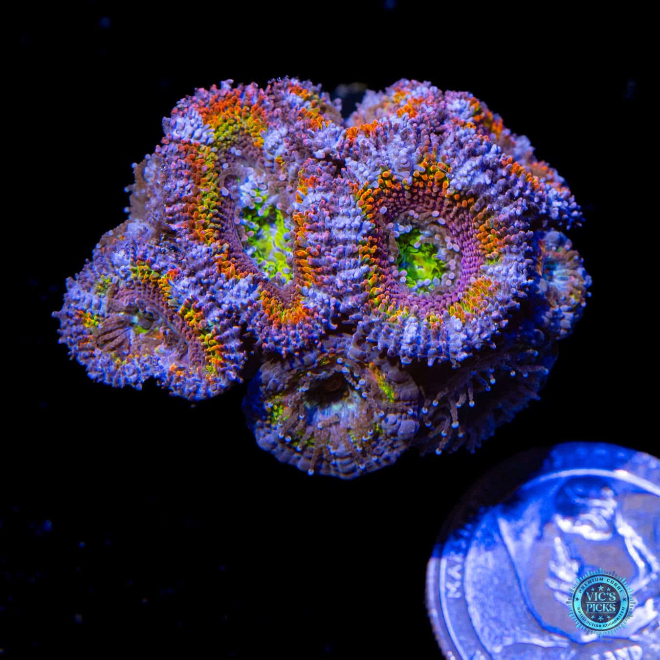 WWC Lucky Charms Aussie Lord - Actinic Photo
