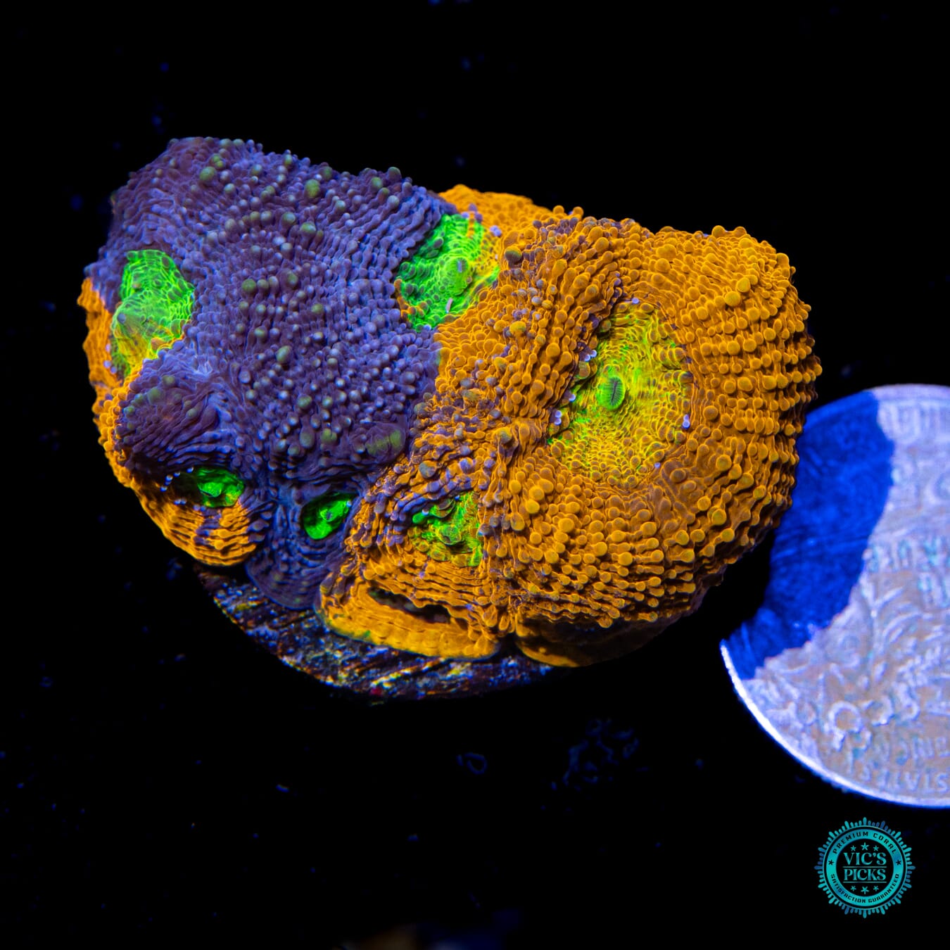 WWC Mango Tango Echinata - Actinic Photo