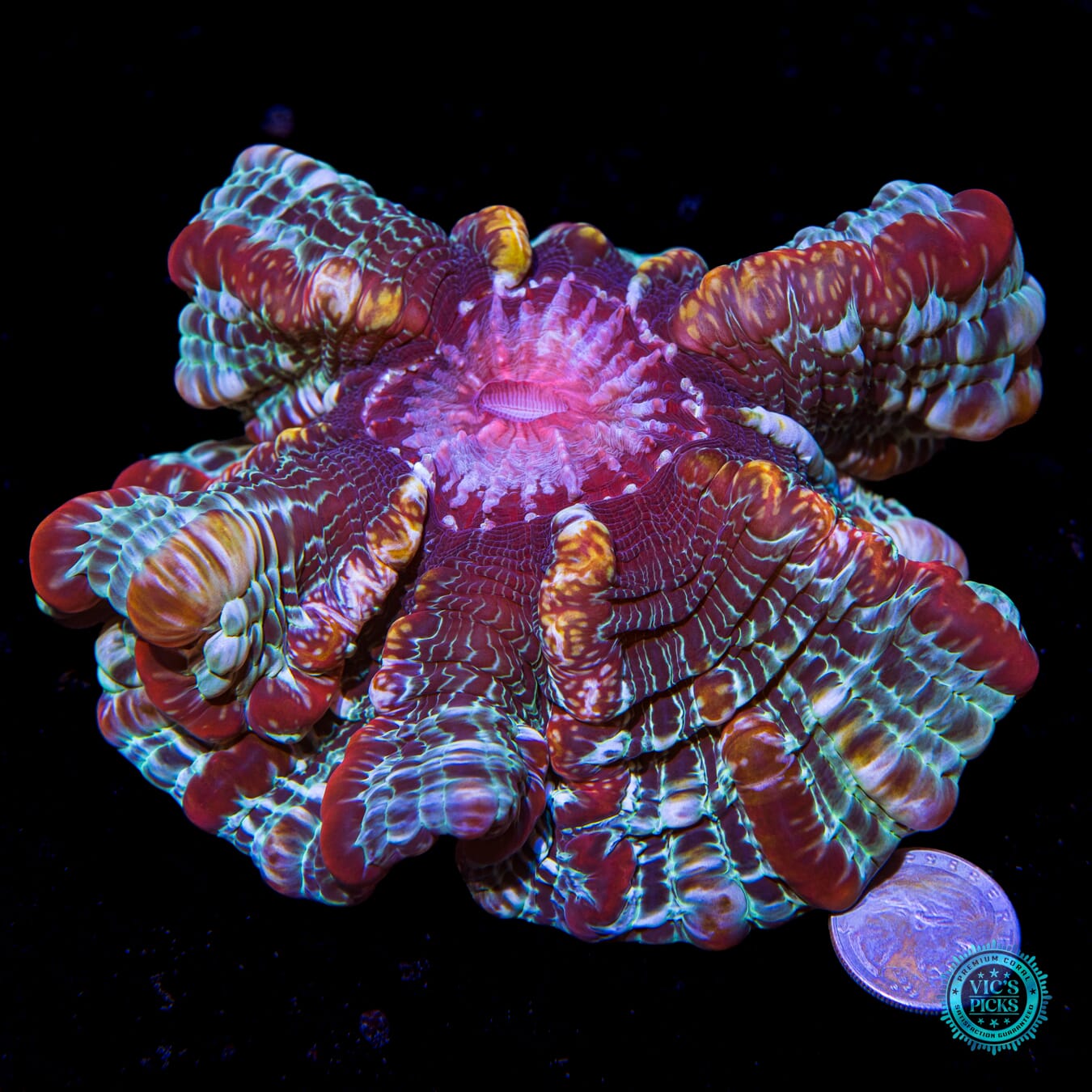 Fruit Snacks Indophyllia - Actinic Photo