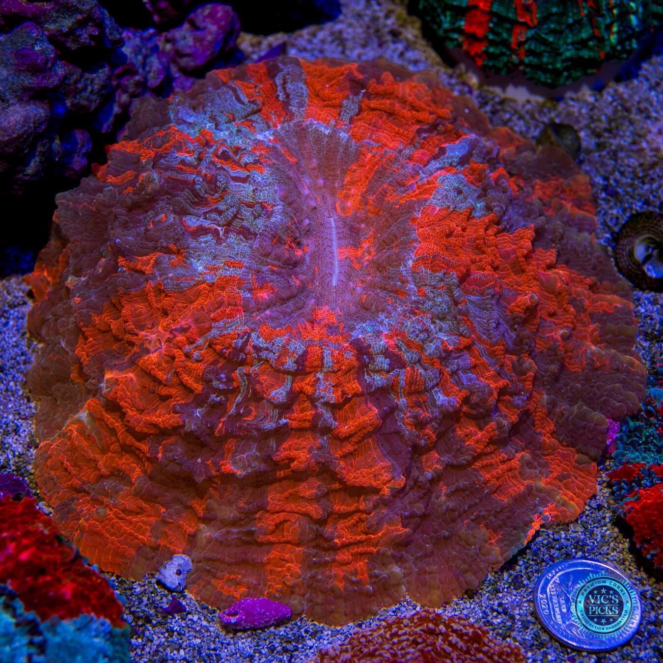 Infernal Flames Acanthophyllia - Actinic Photo
