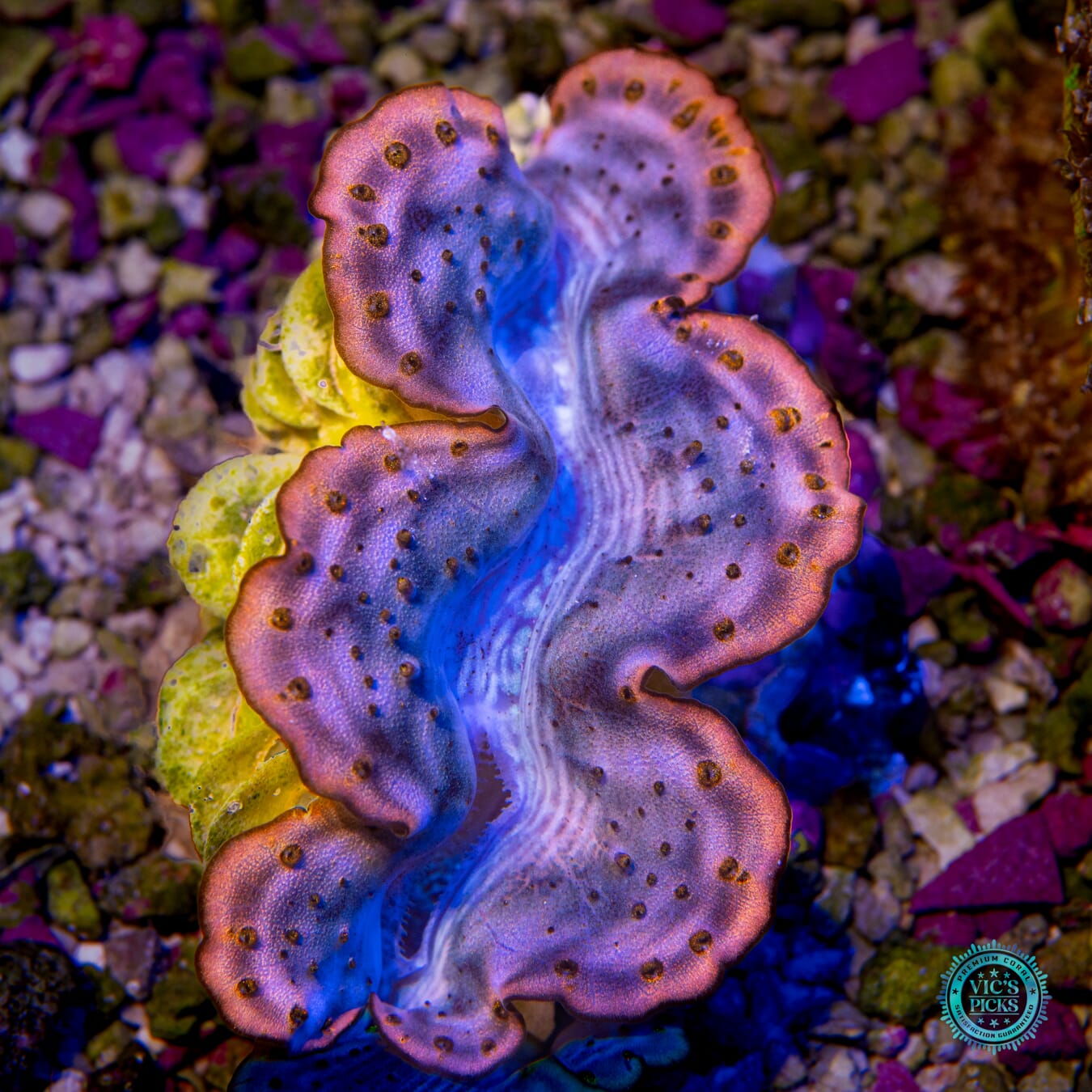 Metal Head Maxima Clam - Actinic Photo