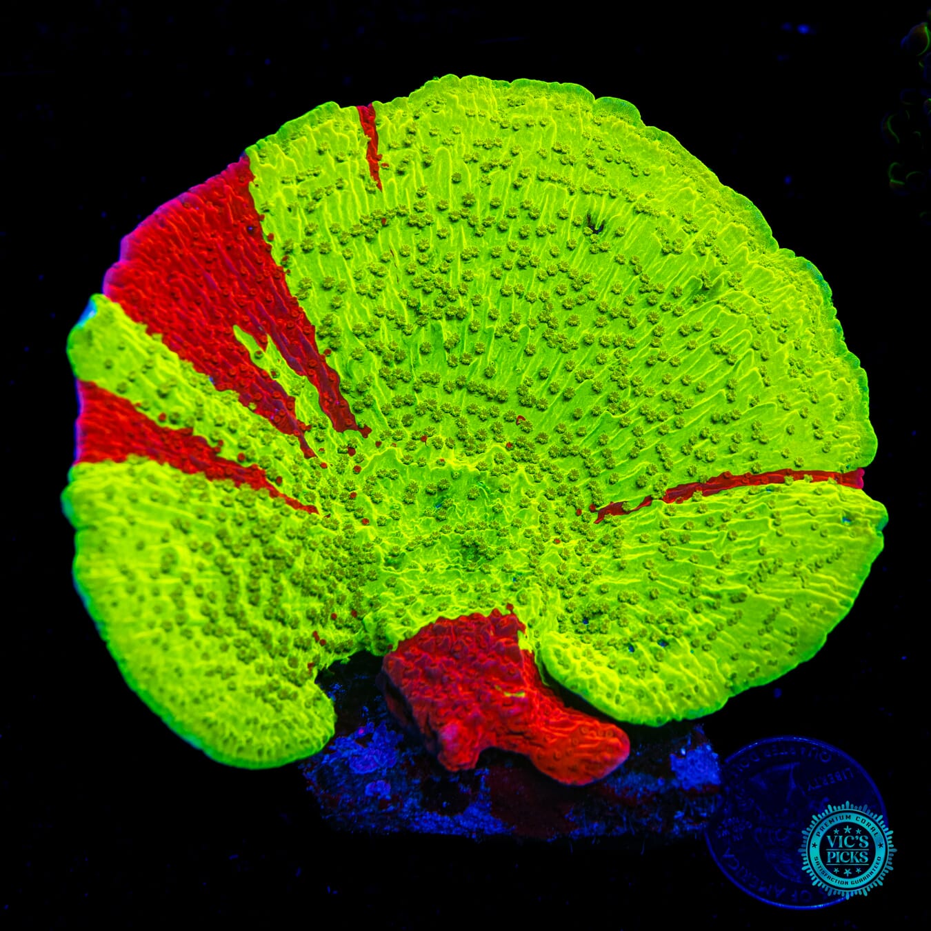 WWC Jaw Breaker Grafted Montipora - Daylight Photo