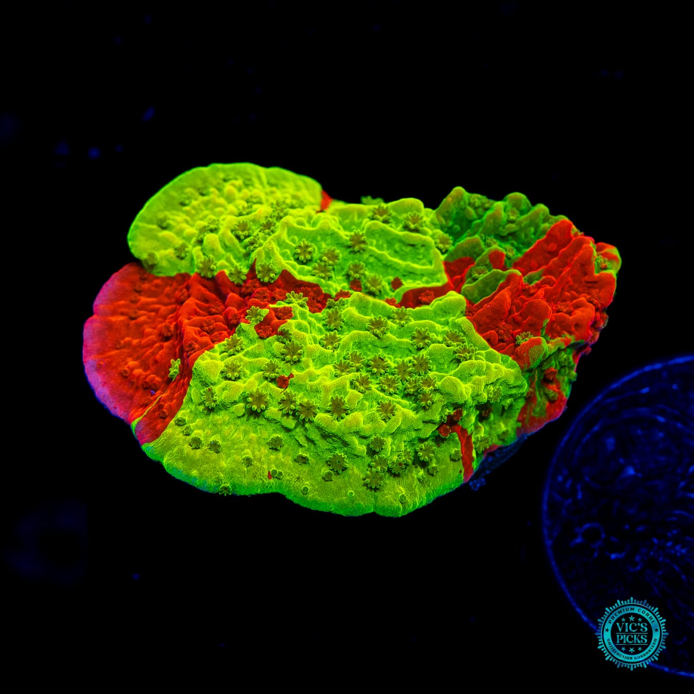 WWC Triple Threat Grafted Montipora - Daylight Photo