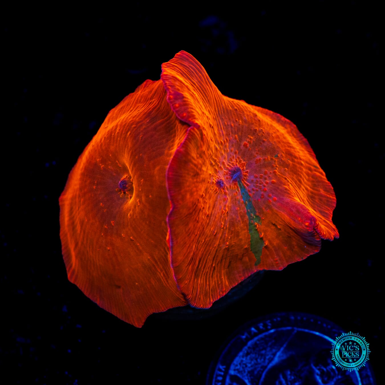 WWC Candy Crush Disco Mushroom - Daylight Photo