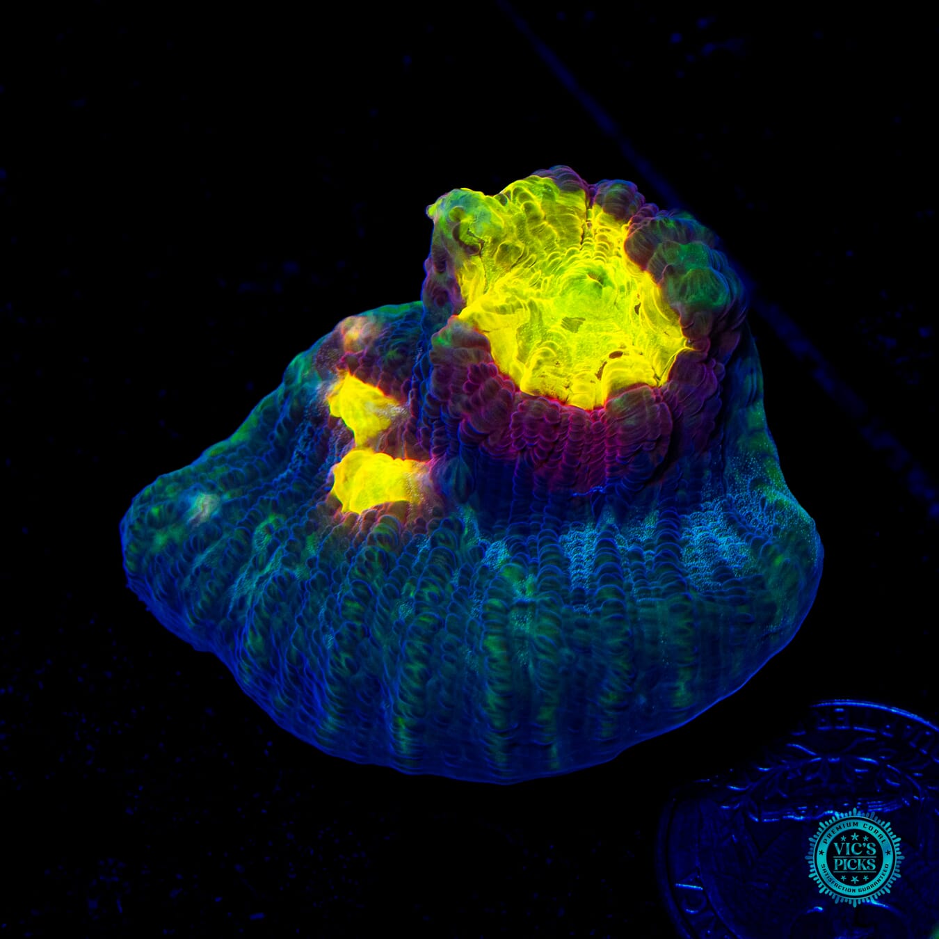 WWC Sun Drop Chalice - Daylight Photo