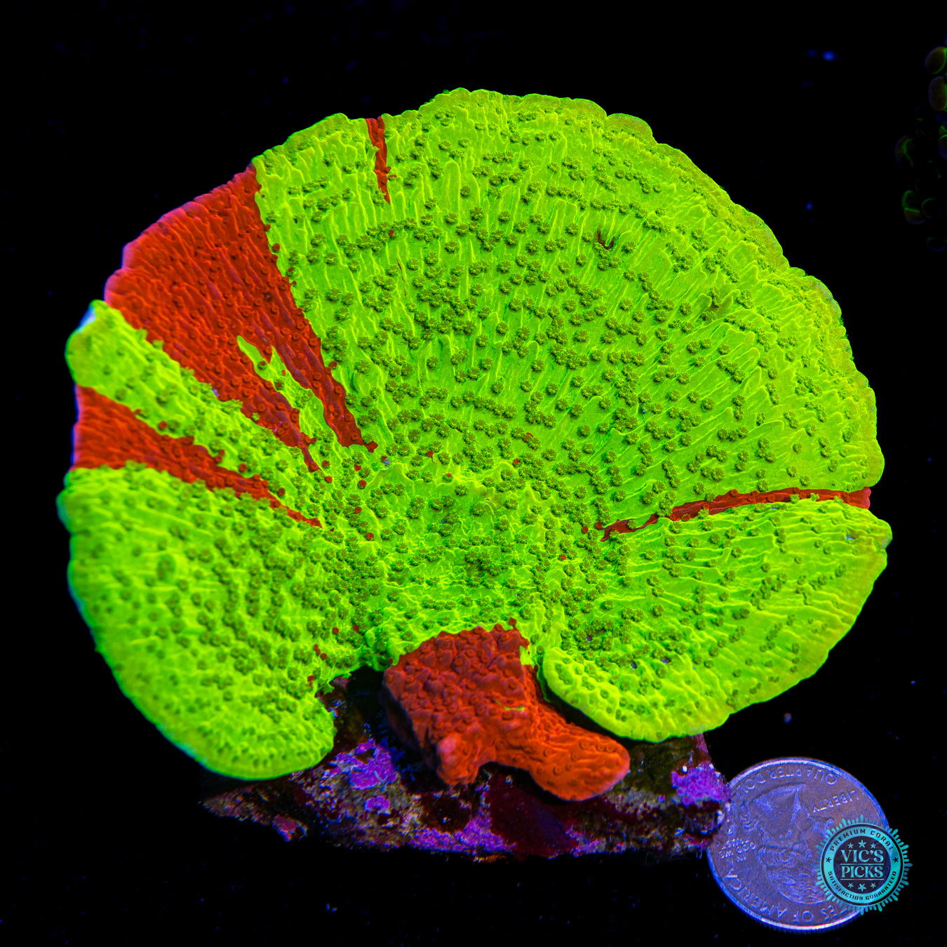 WWC Jaw Breaker Grafted Montipora