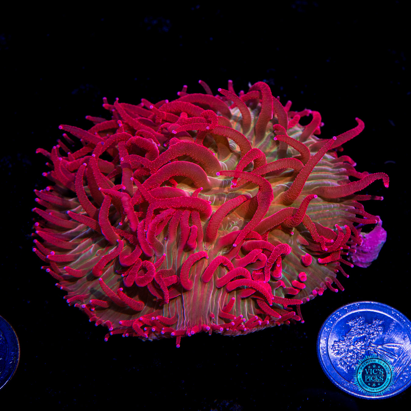 WWC Zombie Apocalypse Diaseris Plate