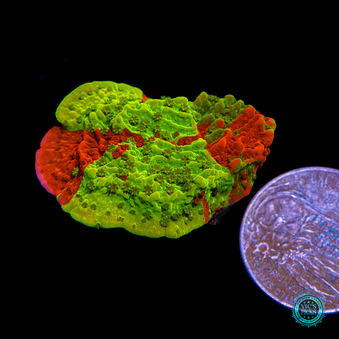 WWC Triple Threat Grafted Montipora