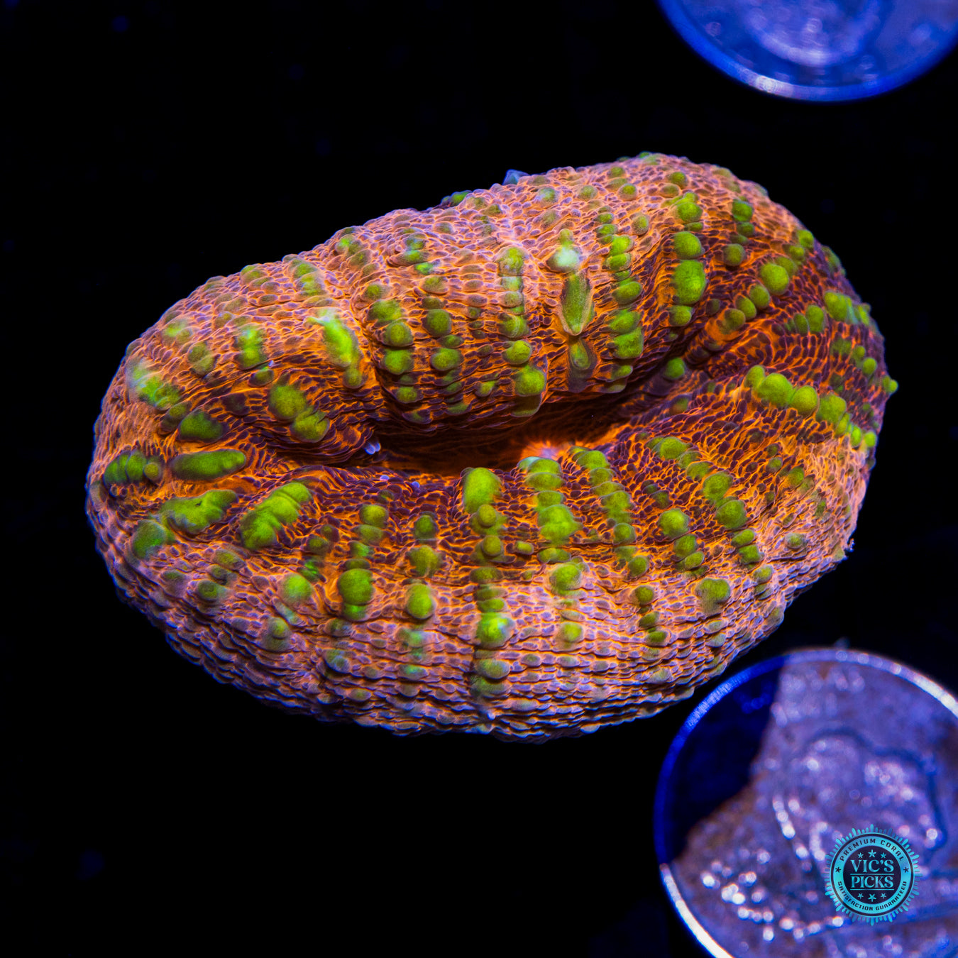Peach Passion Lobophyllia