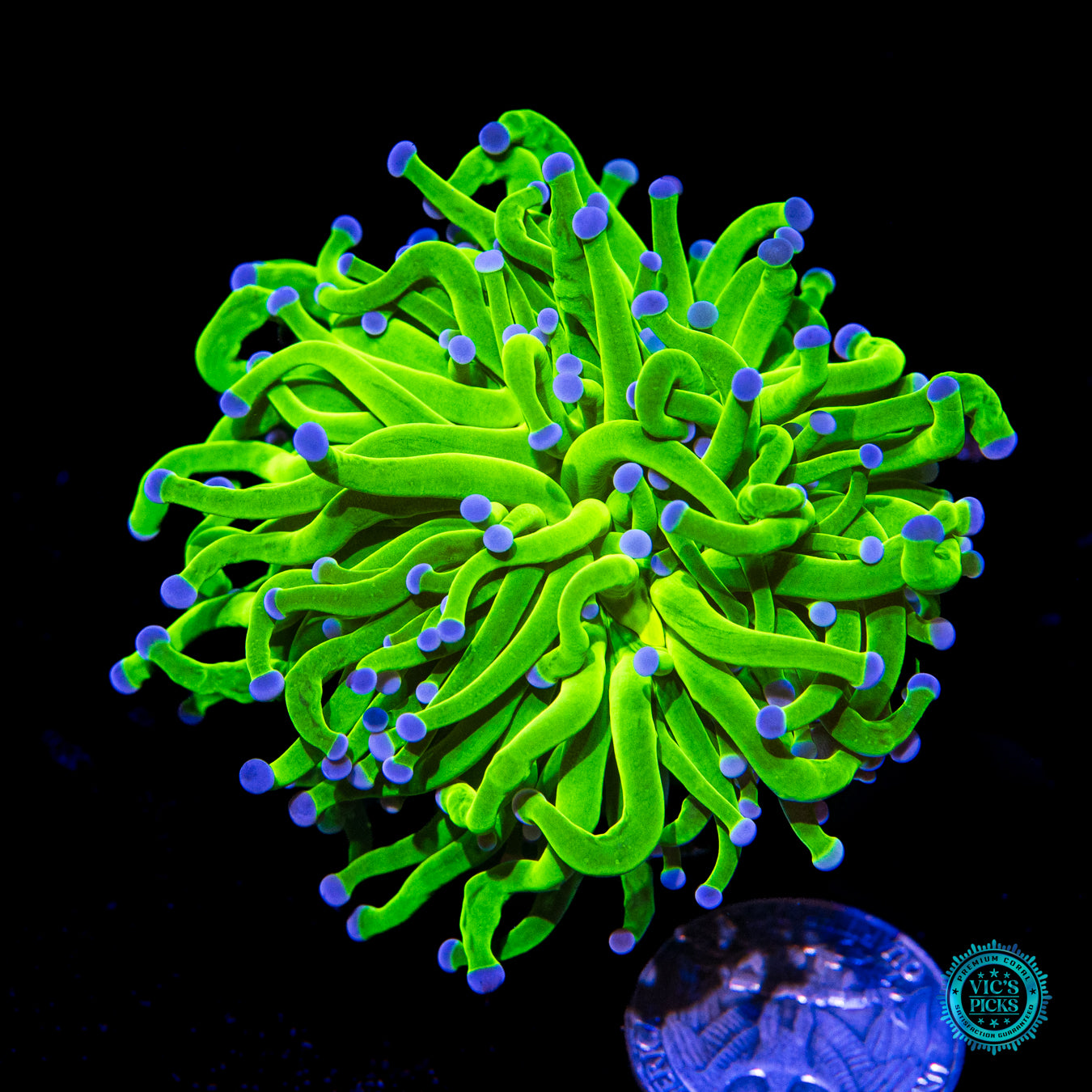 WWC In-House Spawned Blue Tip Torch