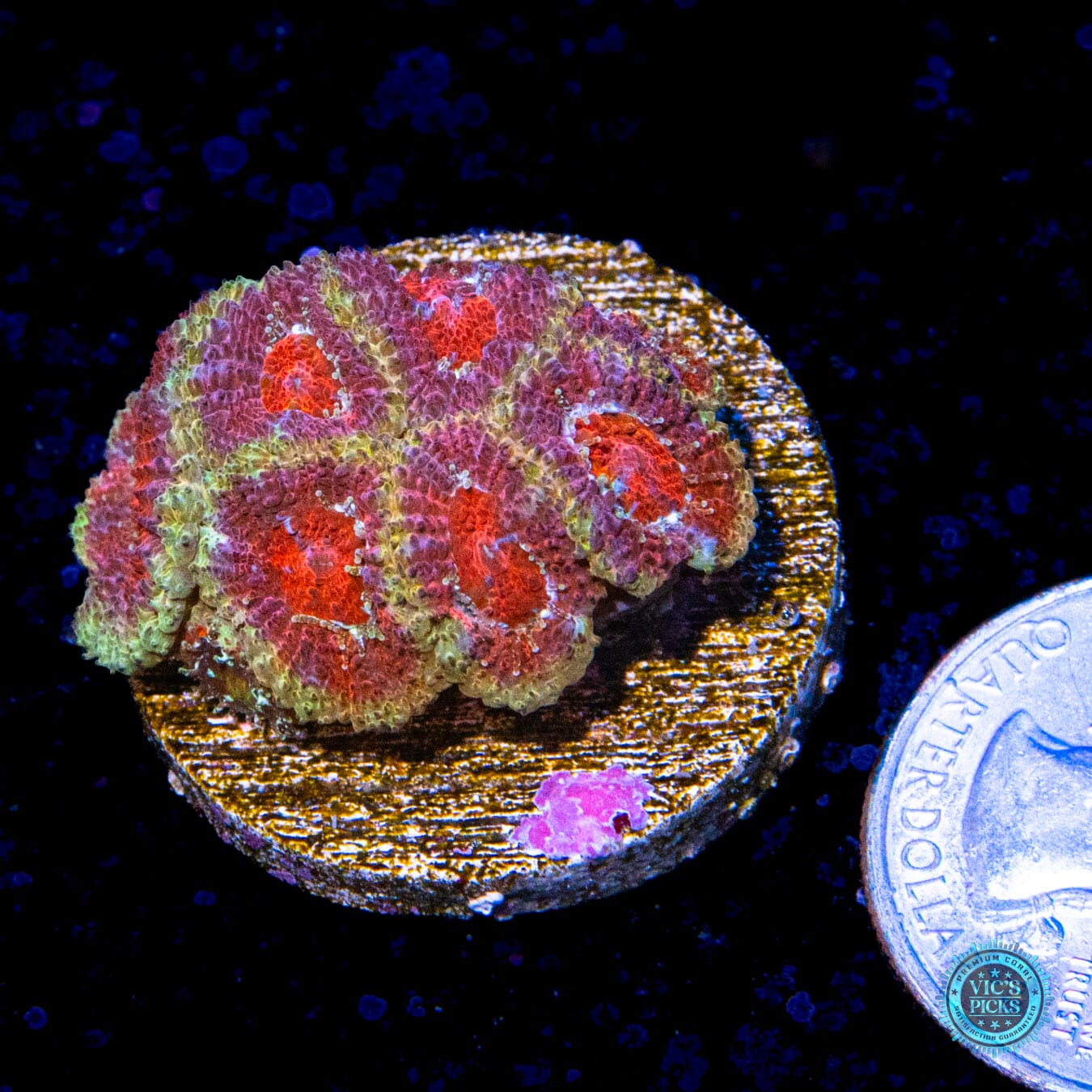 WWC Ragin Yeti Micromussa - Actinic Photo